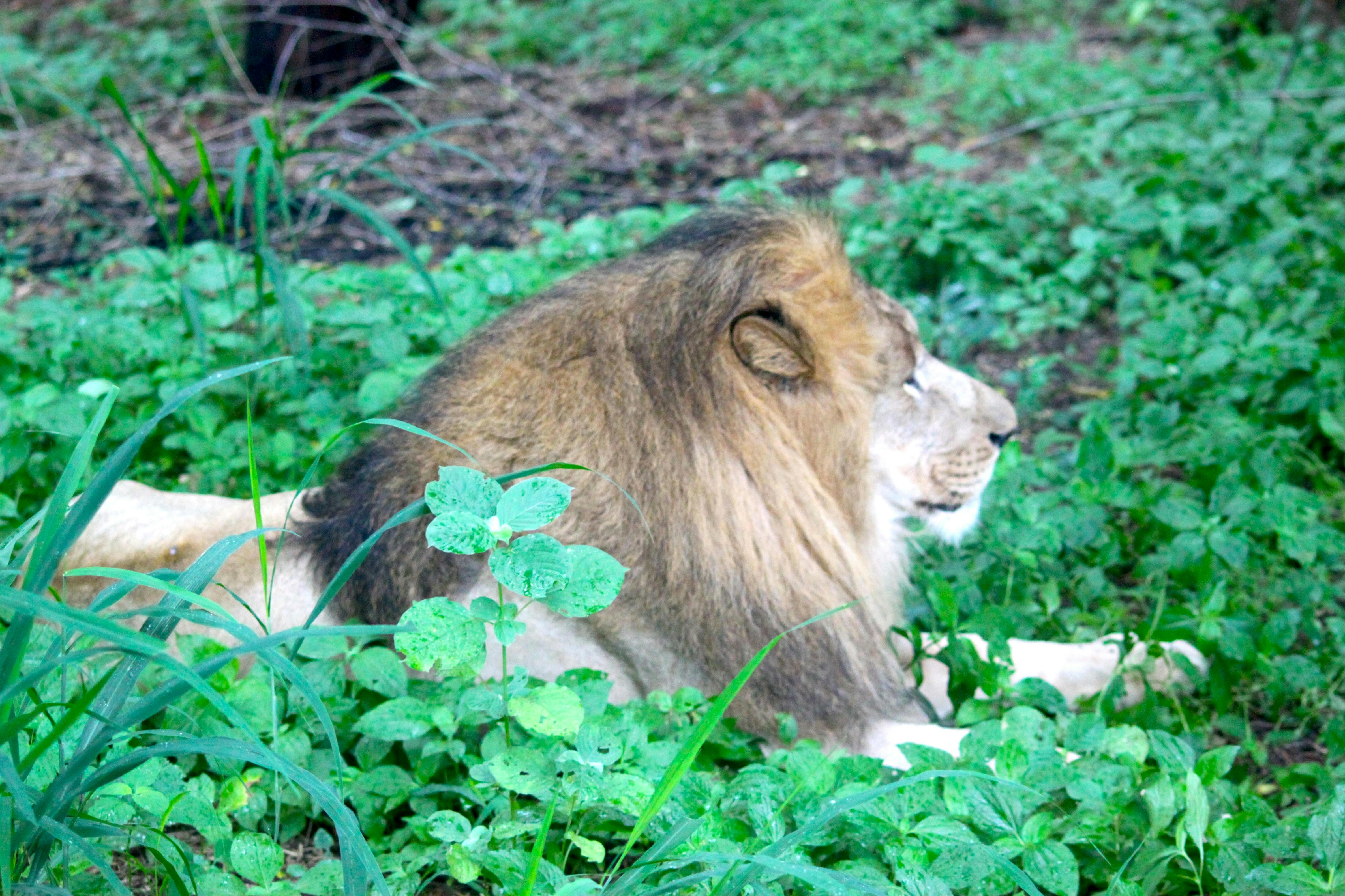 The lion lies in a bed of green foliage, blending powerfully with nature's serenity.