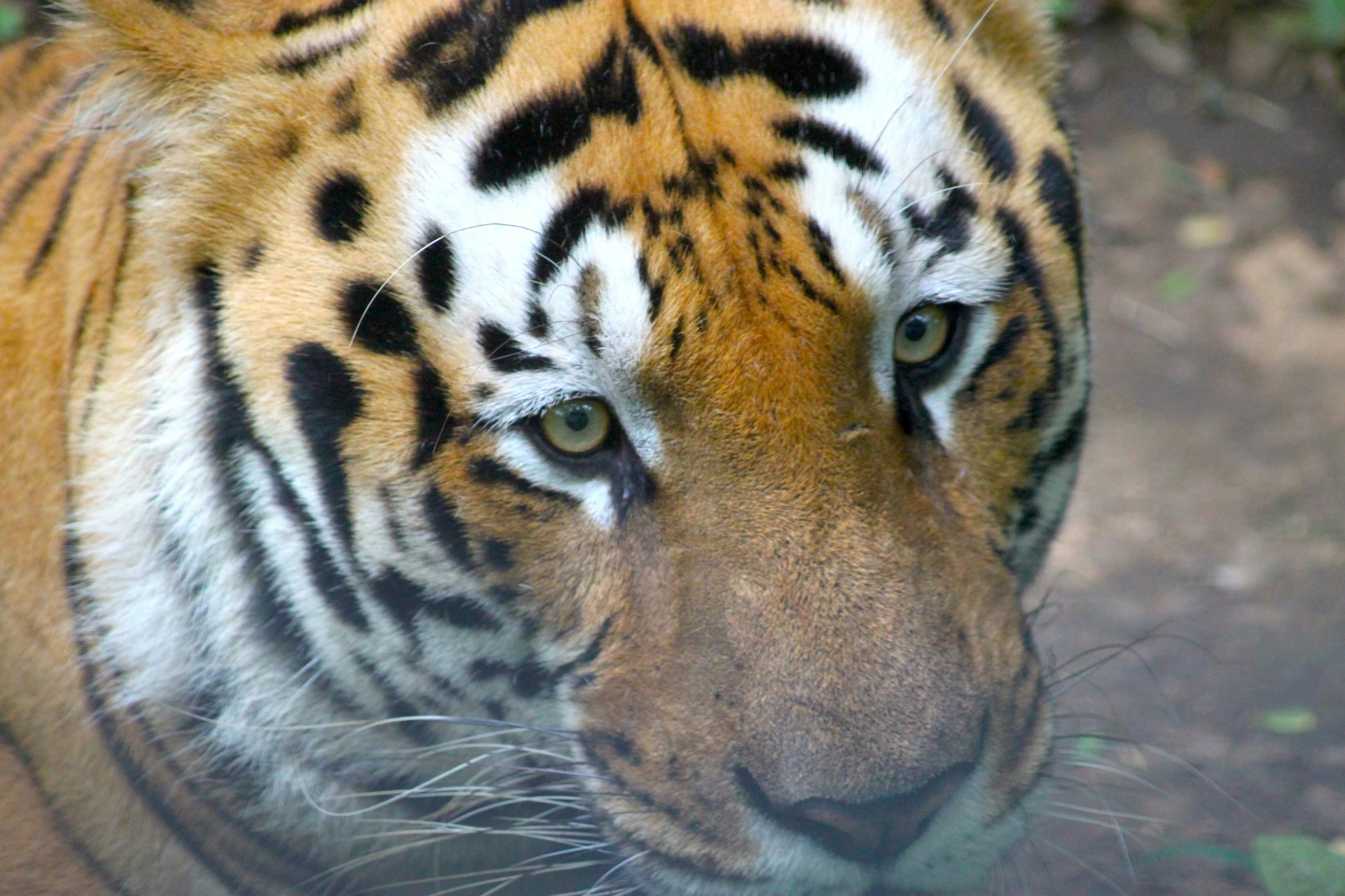 A close up of a tiger on a dirt ground