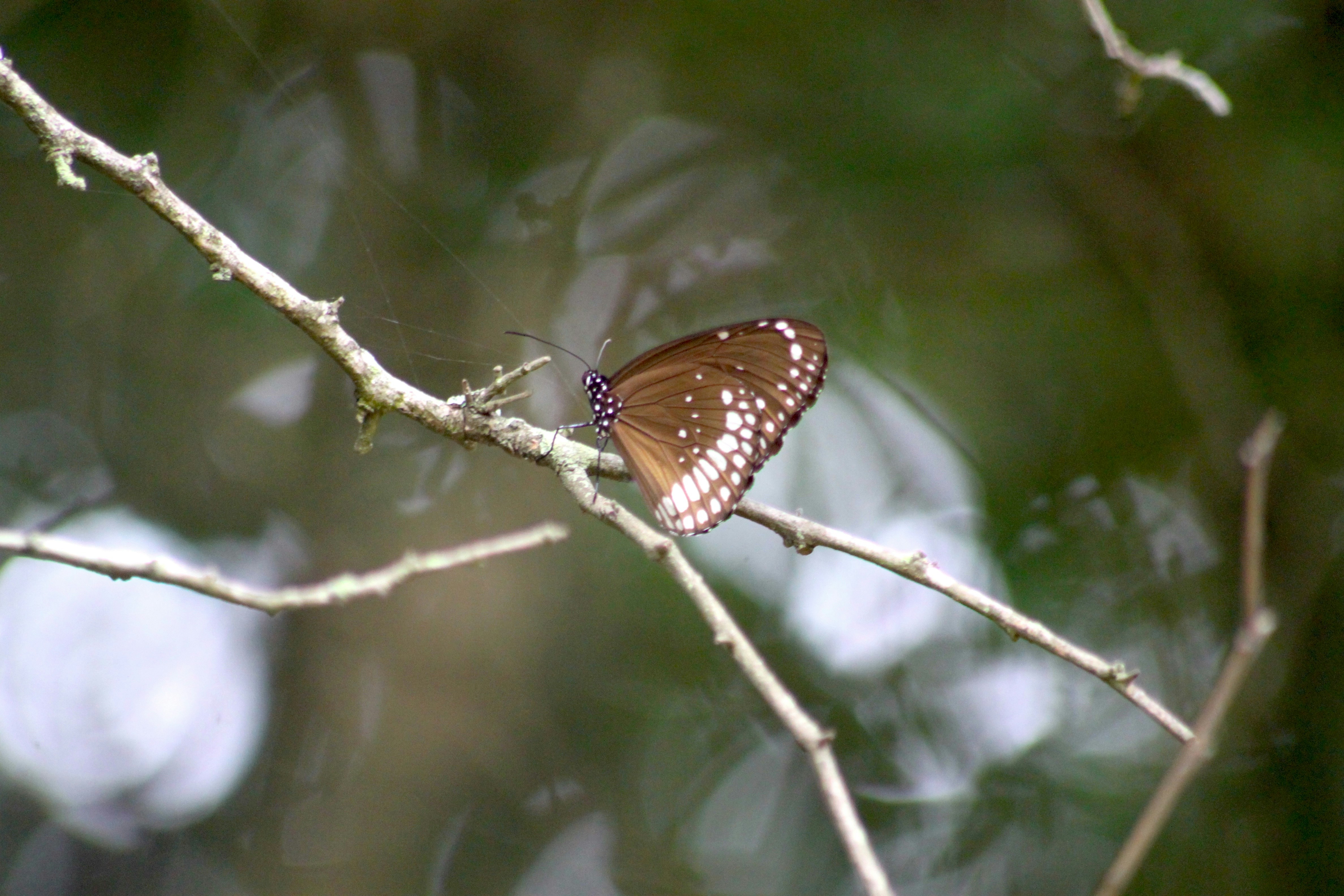 A butterfly sitting on a branch of a tree