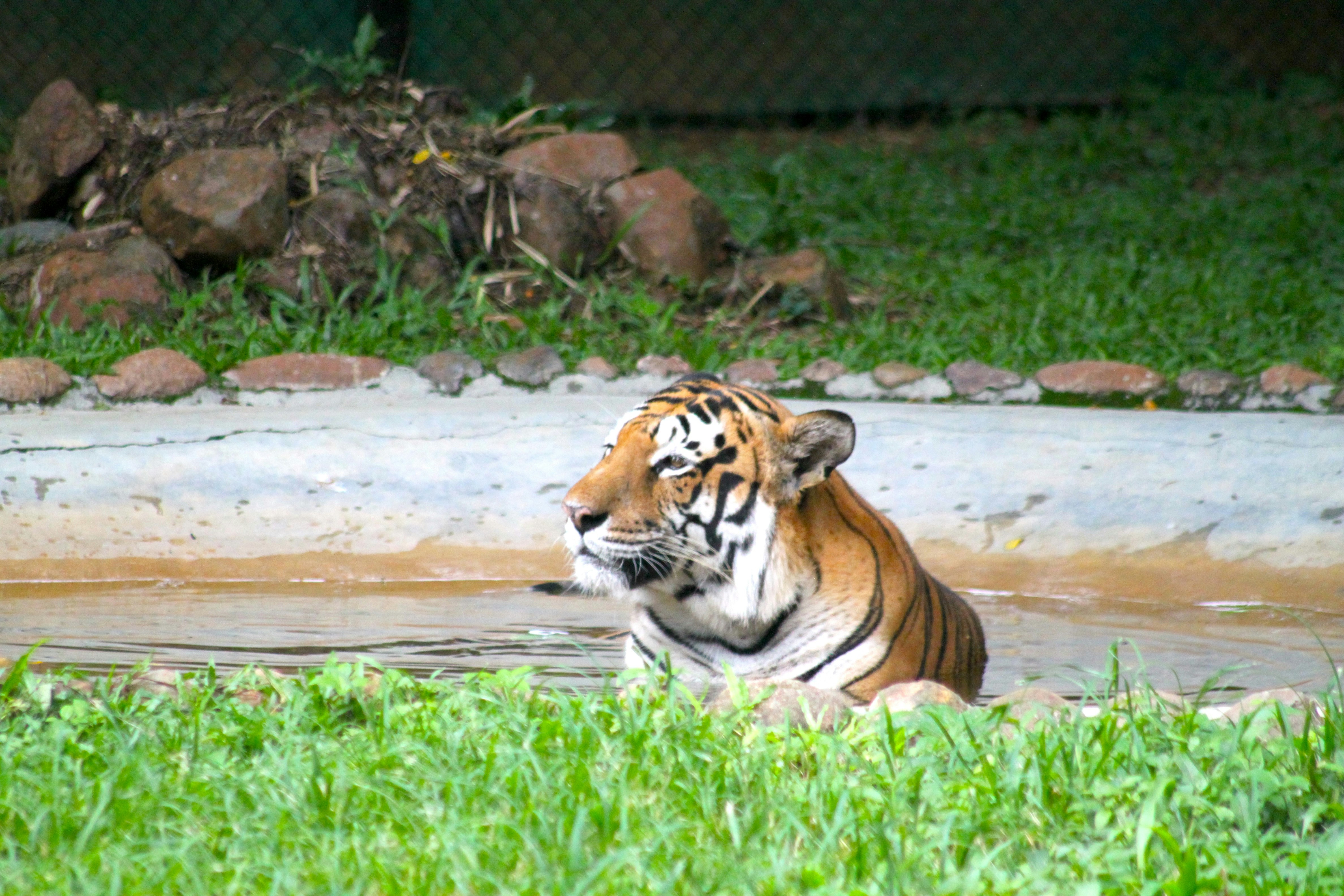 A tiger laying in the grass near a body of water