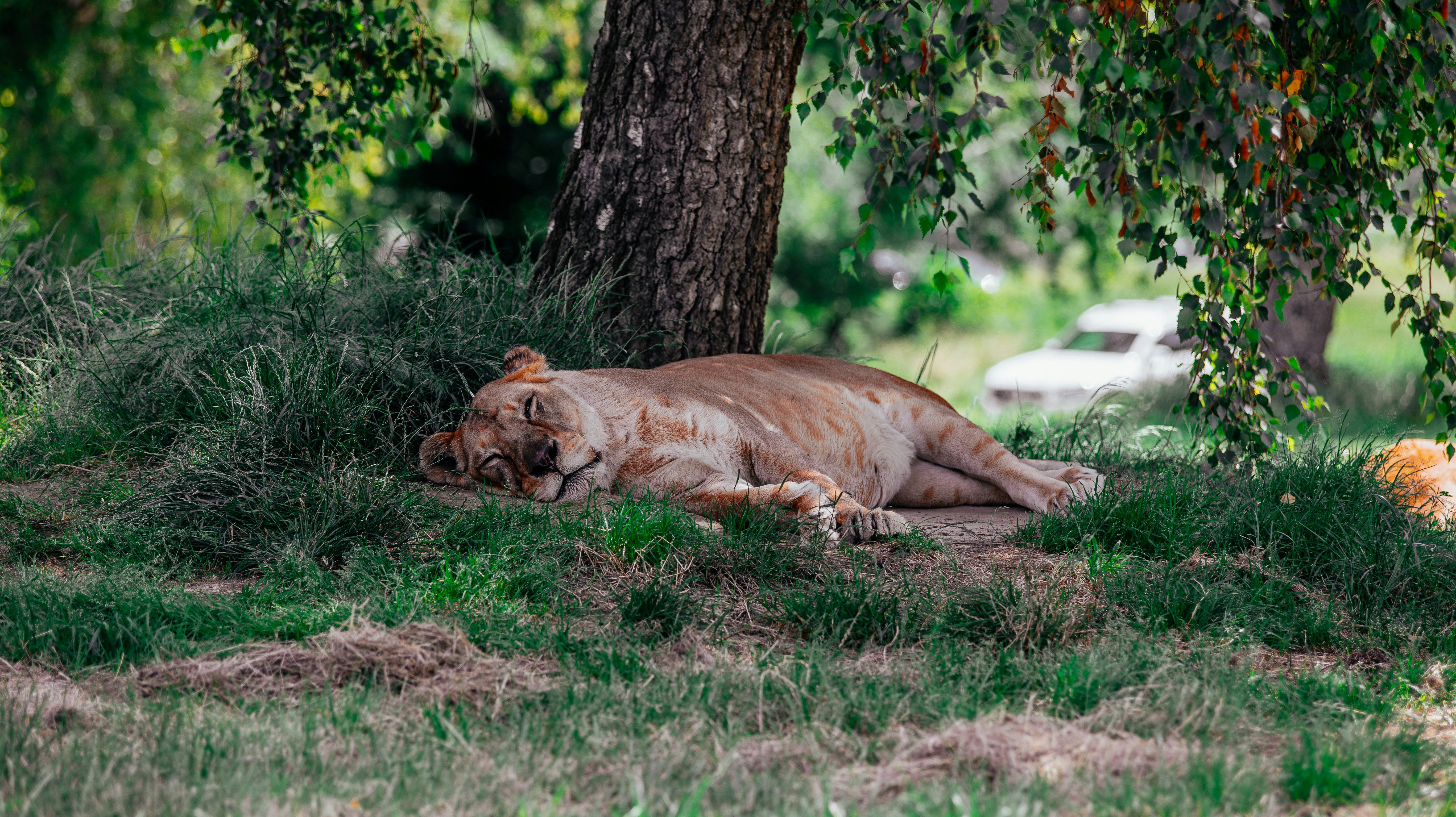 A lion laying in the grass under a tree