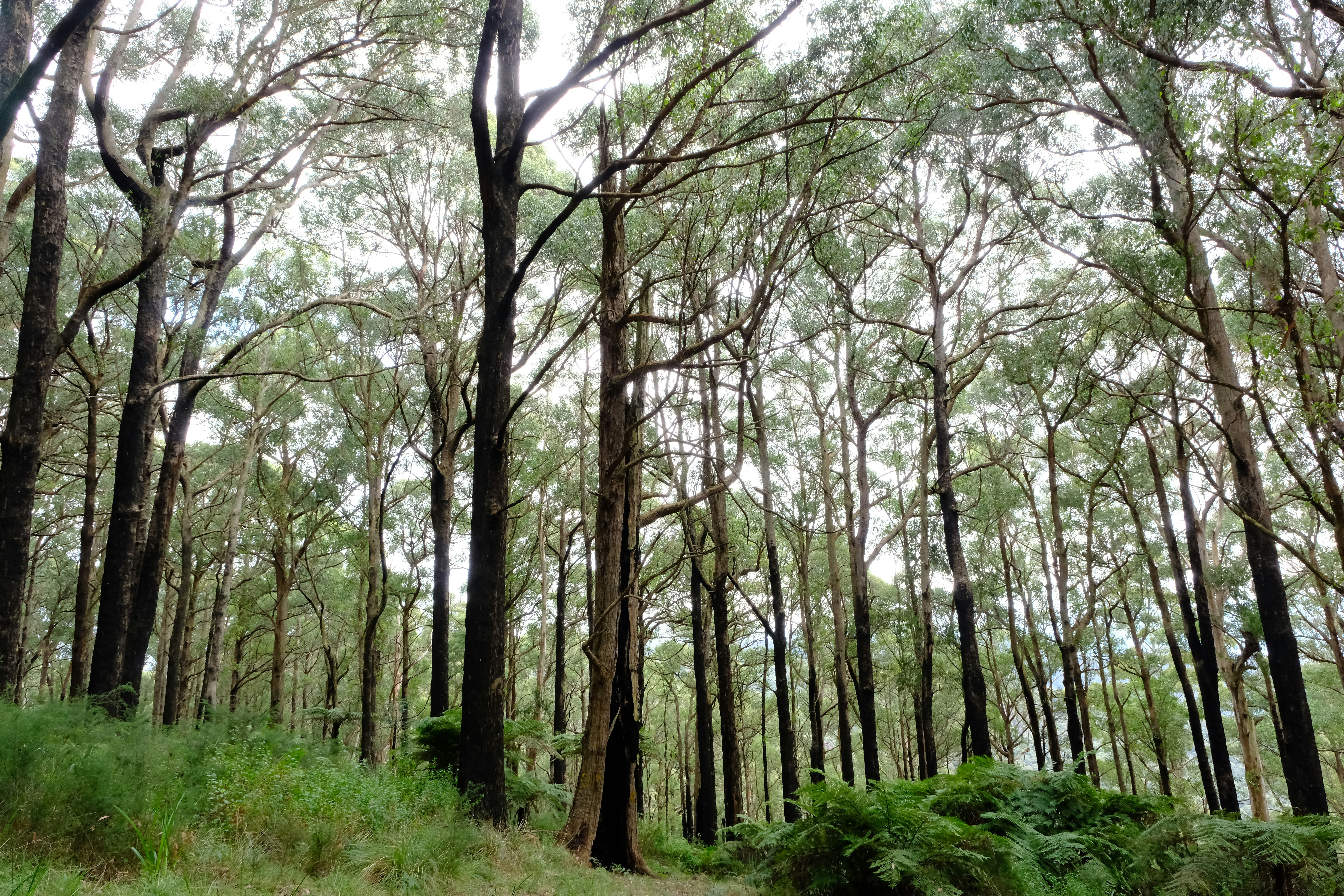 A forest filled with lots of tall trees