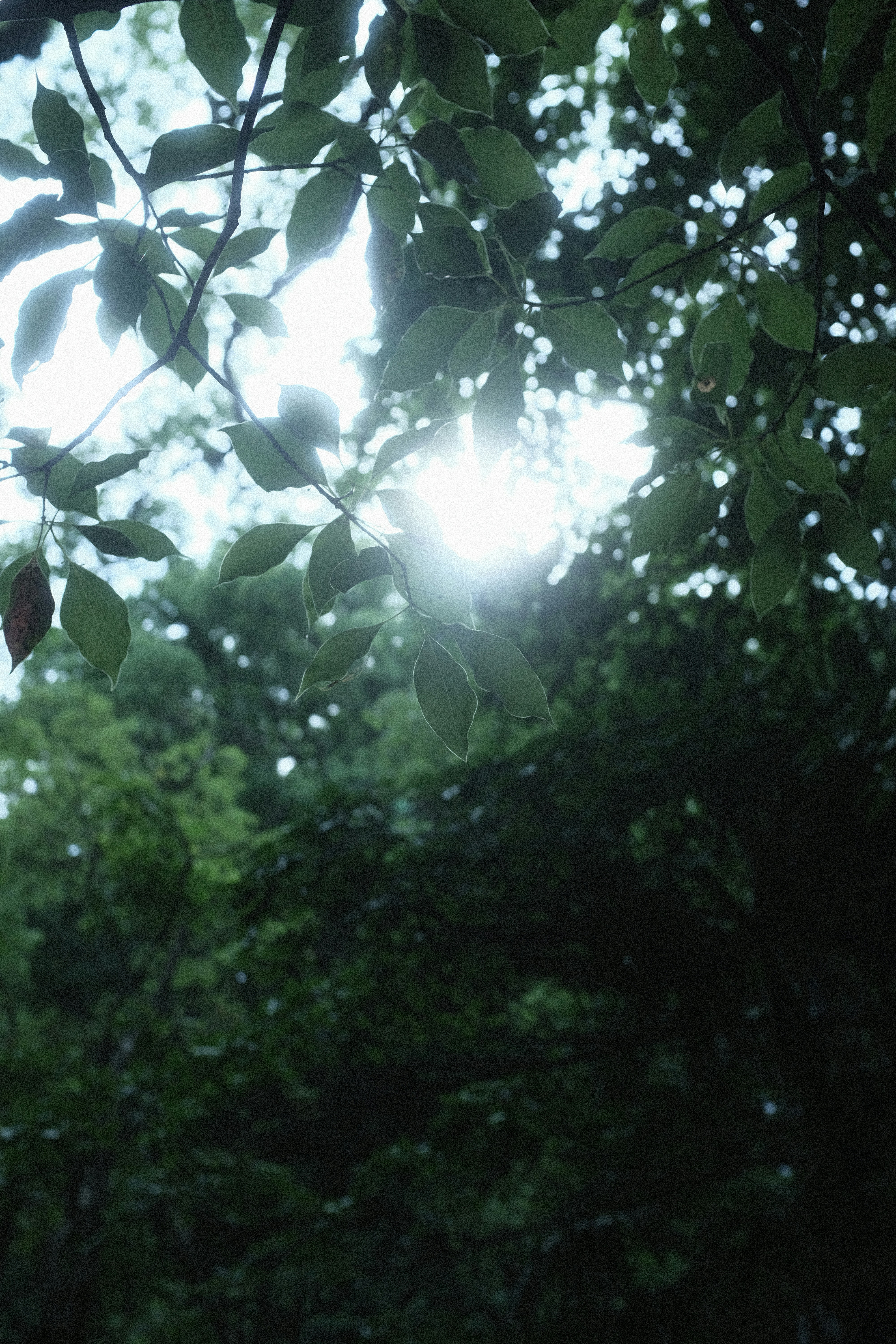 Le soleil brille à travers les feuilles d’un arbre