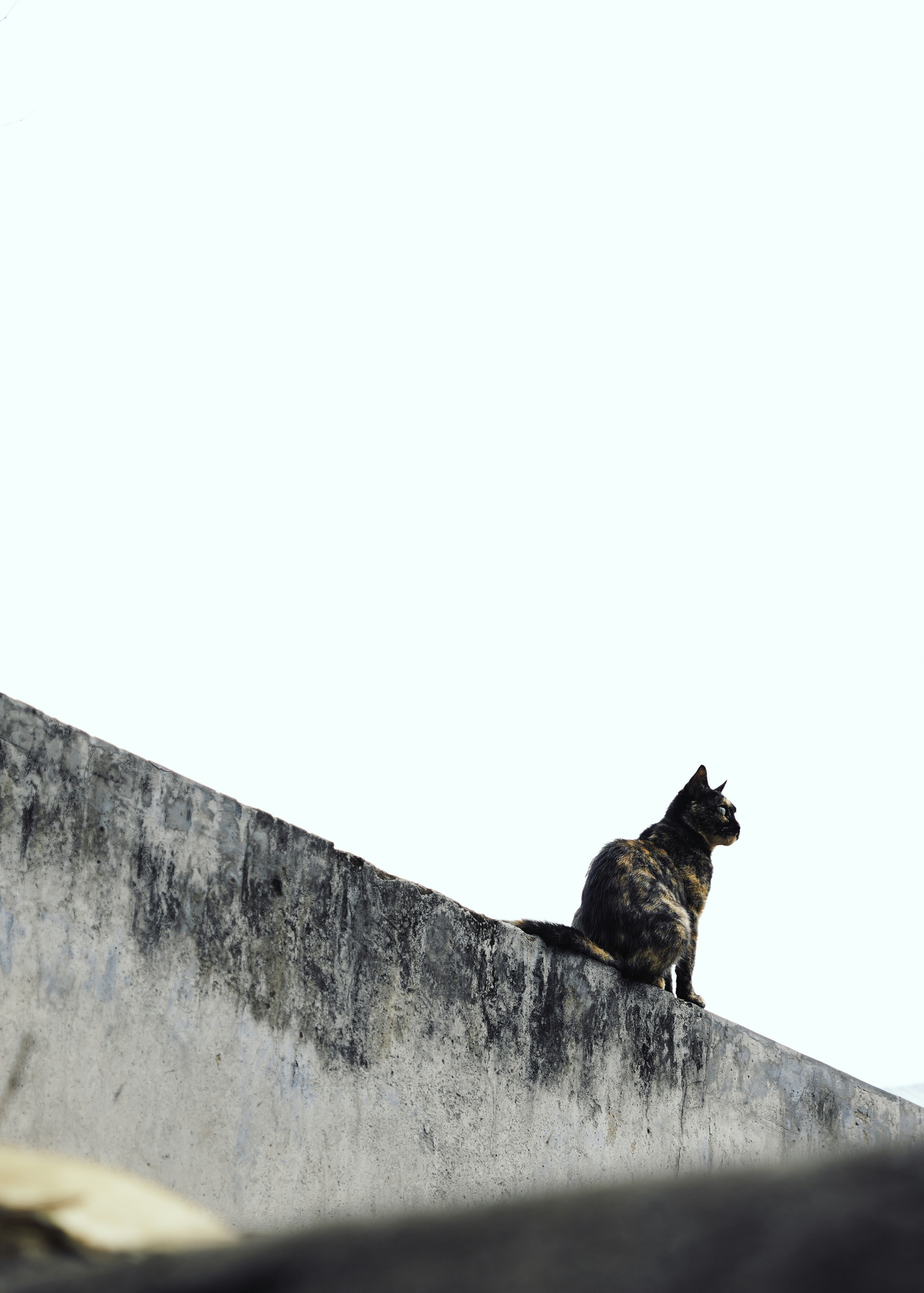 A cat sitting on top of a cement wall photo – Free Cat Image on Unsplash