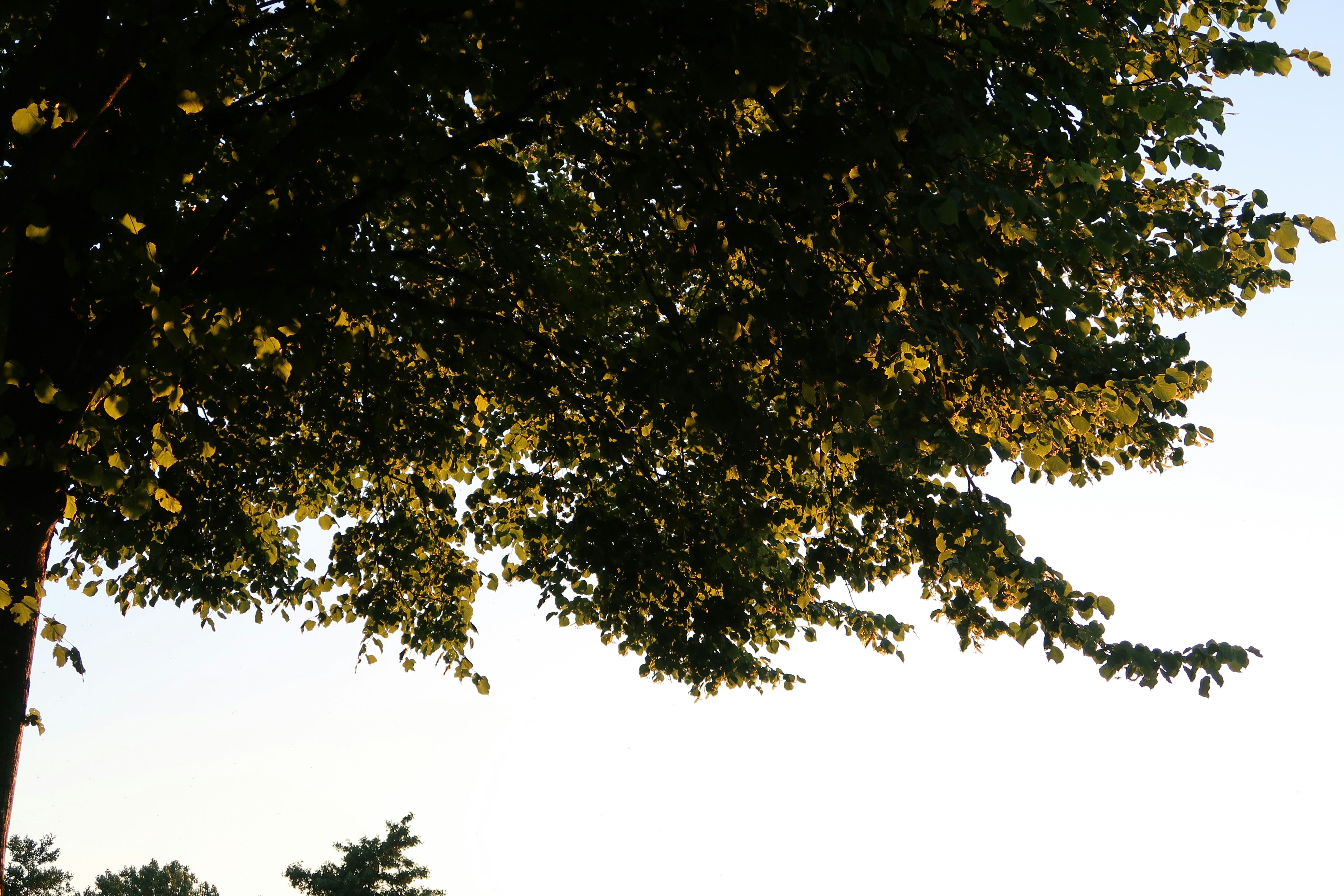 Photo by selmaphotography