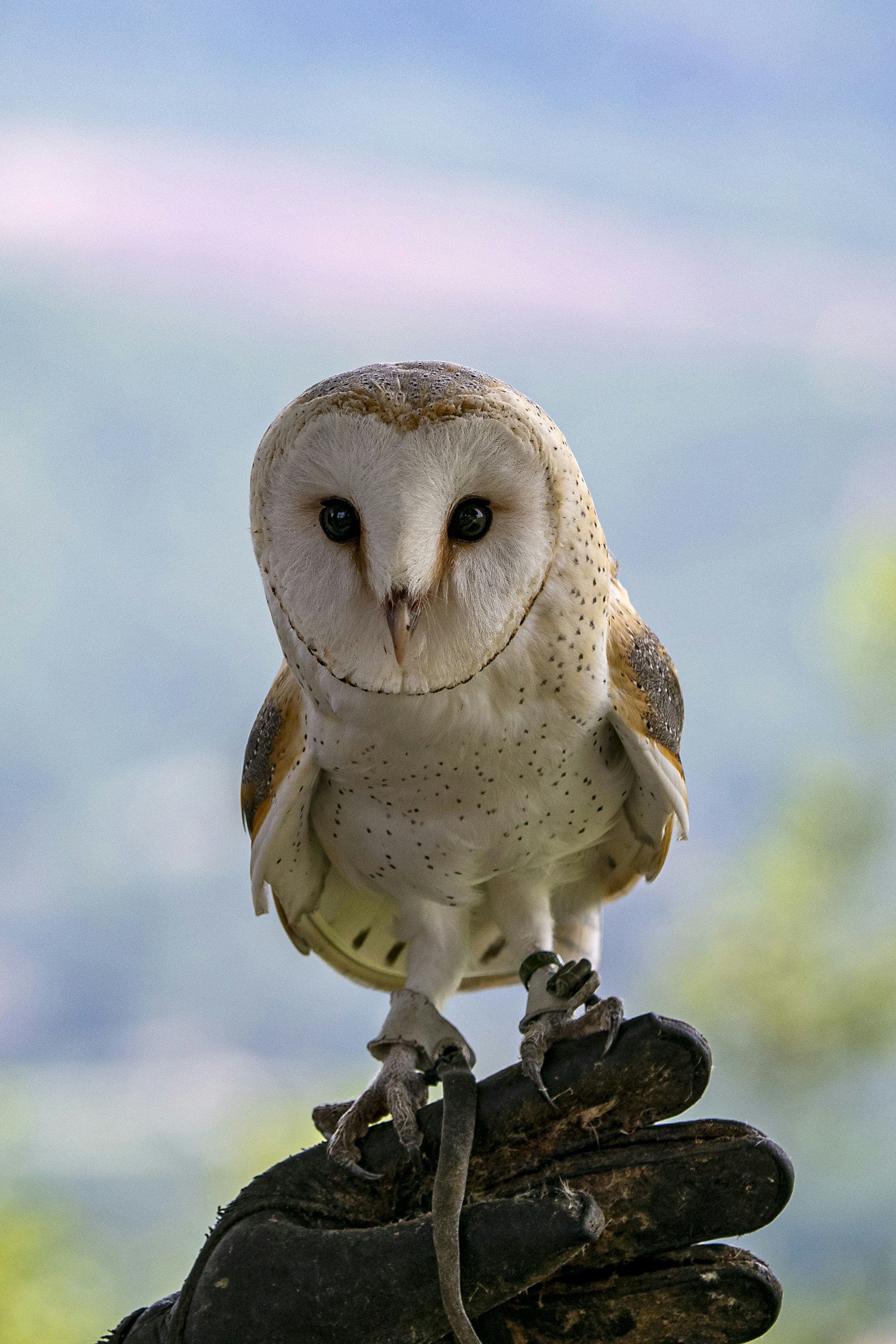 A barn owl perched on a gloved hand