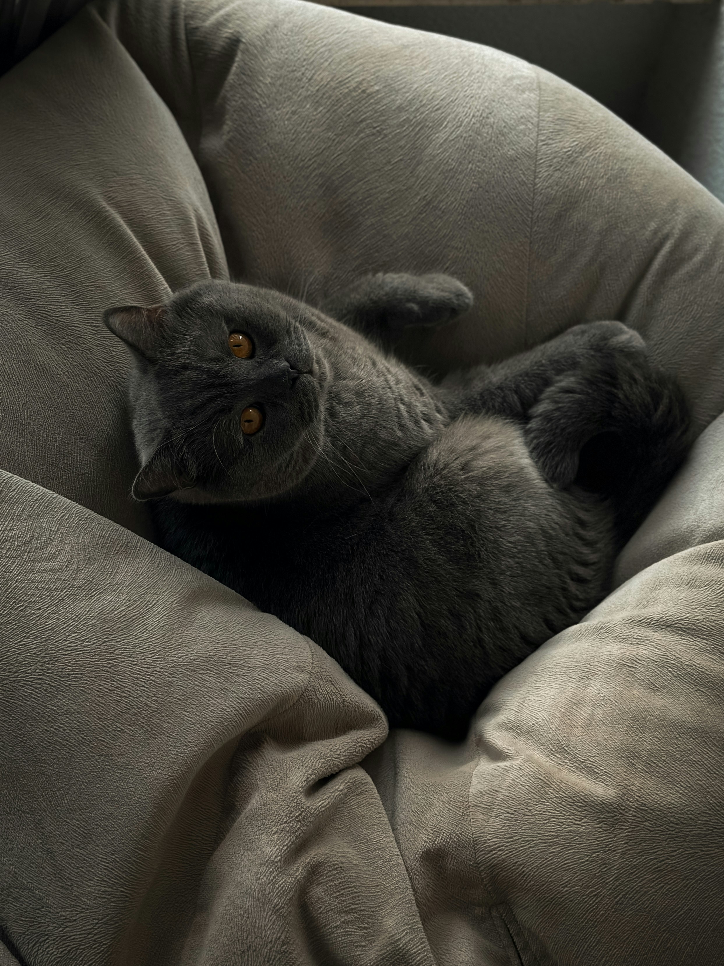A cat laying on its back on a couch