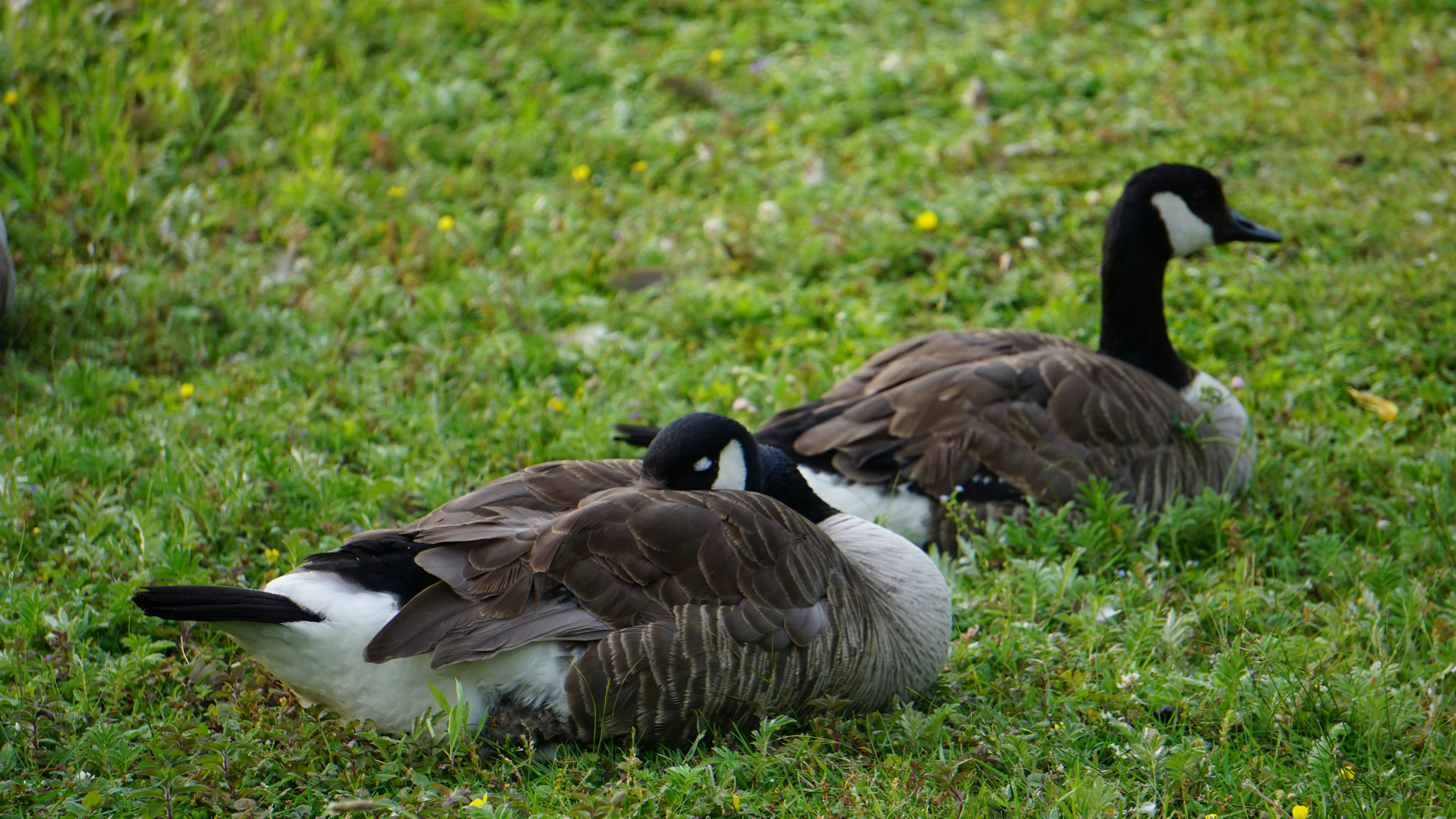 Photo by meredith2020