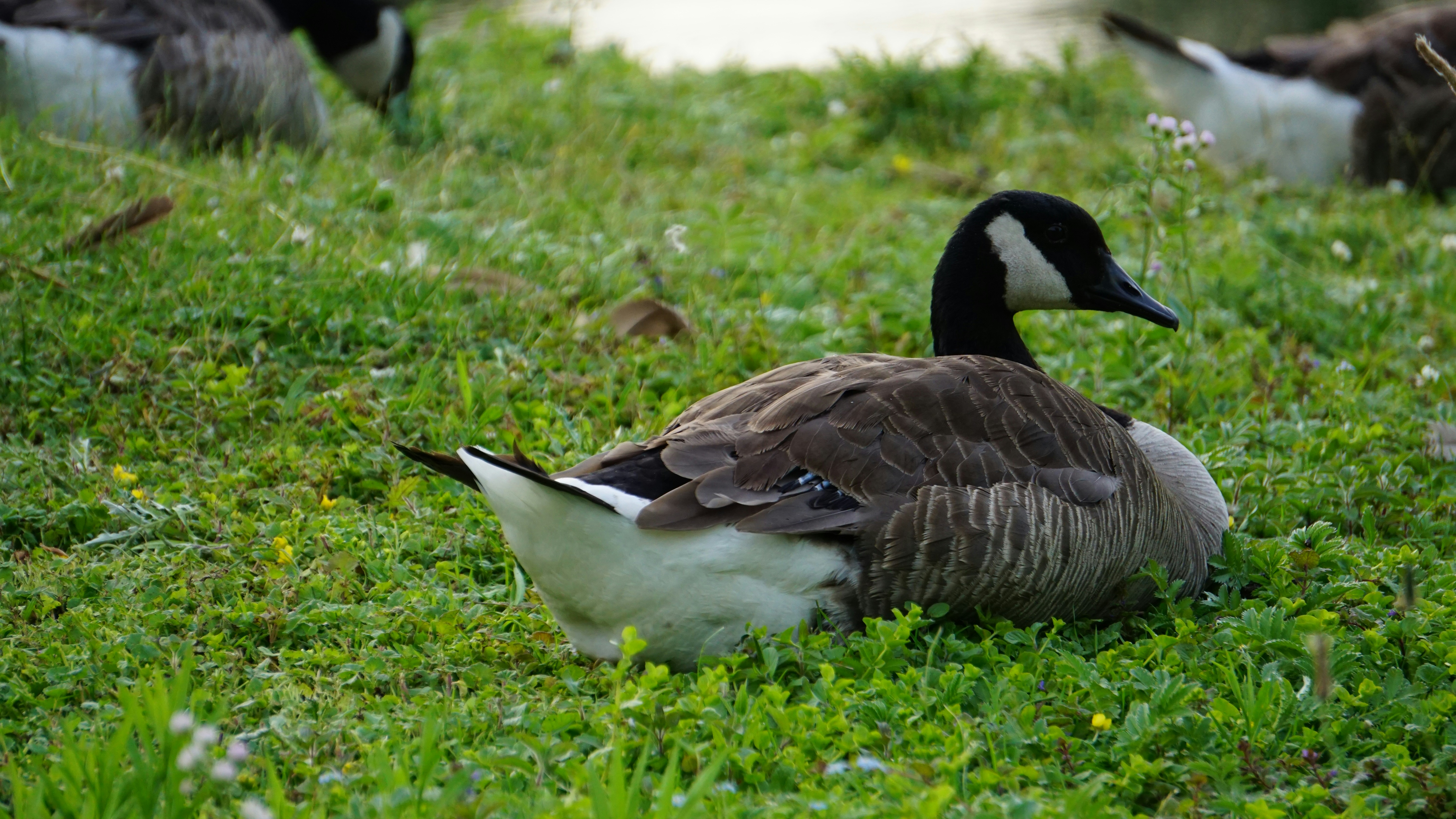 Photo by meredith2020