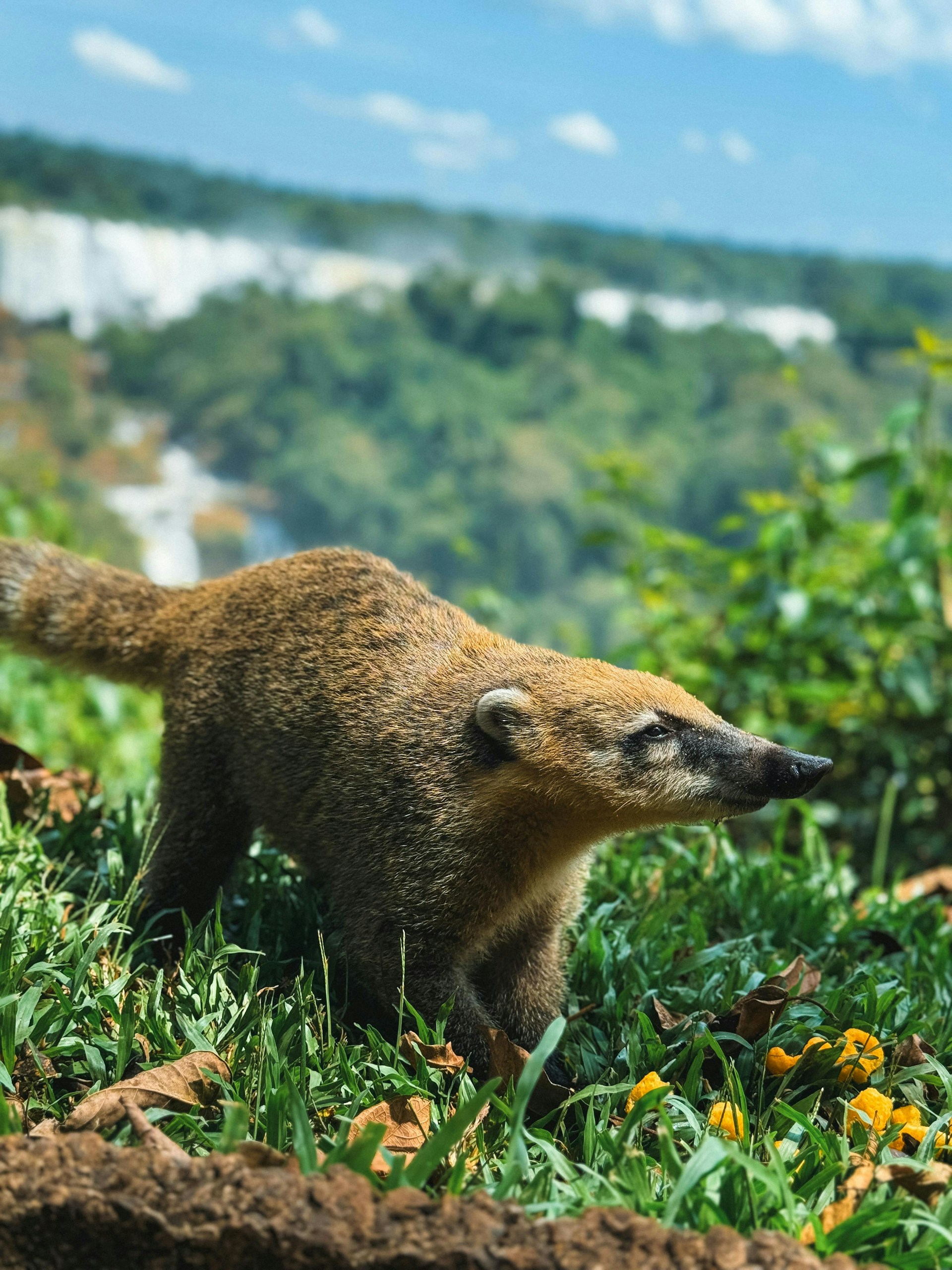 A small animal standing on top of a lush green field