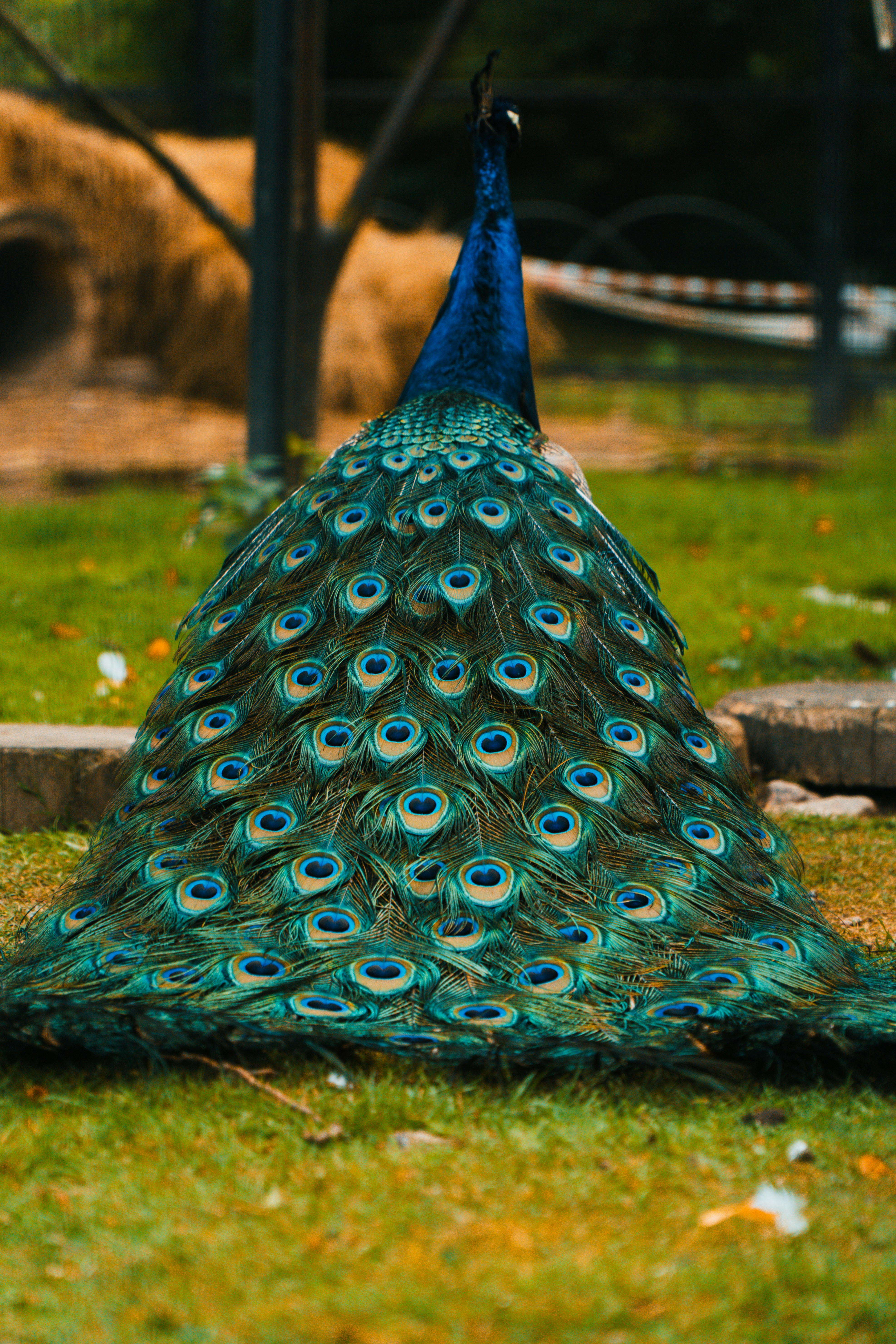 A peacock standing on top of a lush green field