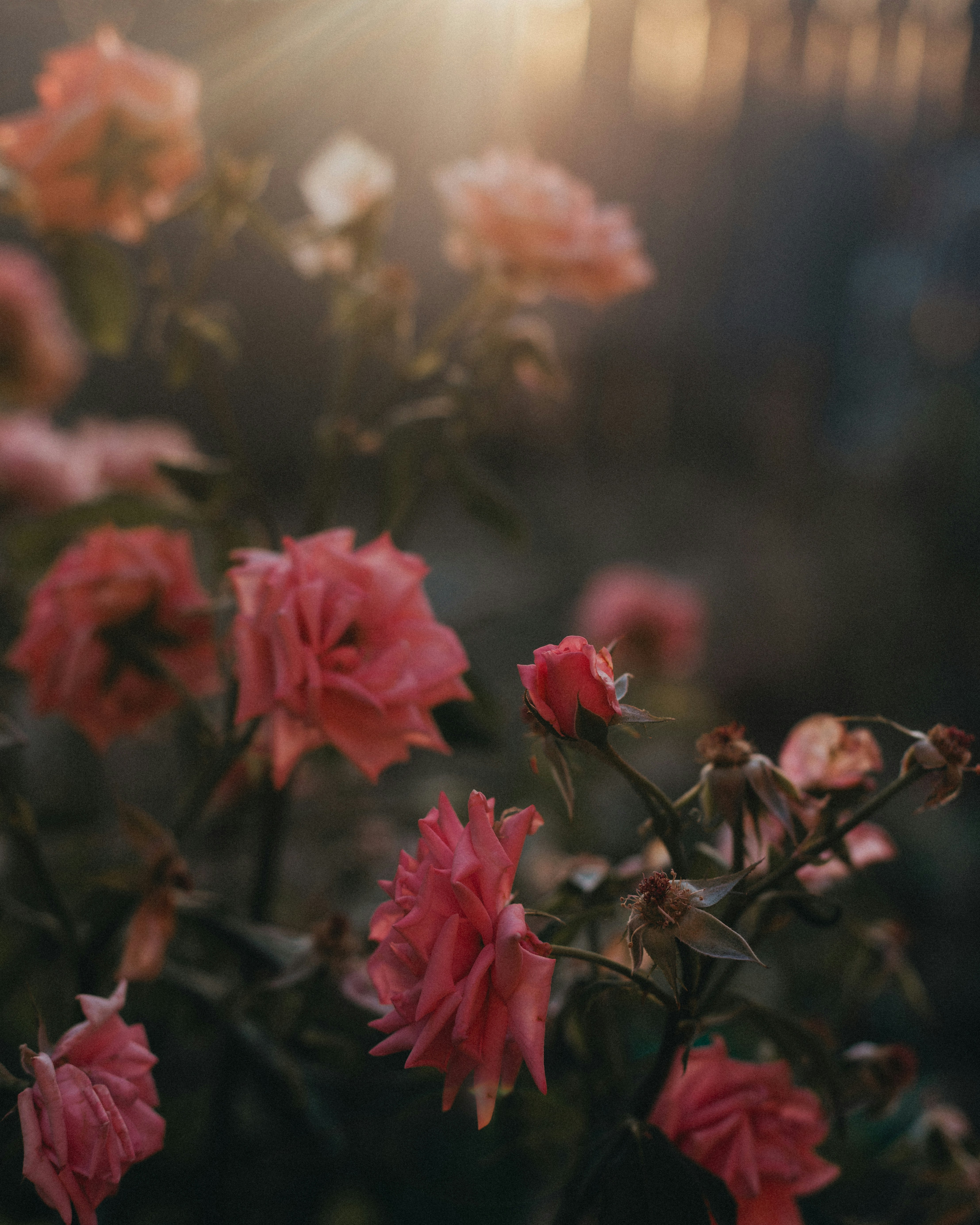 A bunch of pink flowers with the sun in the background