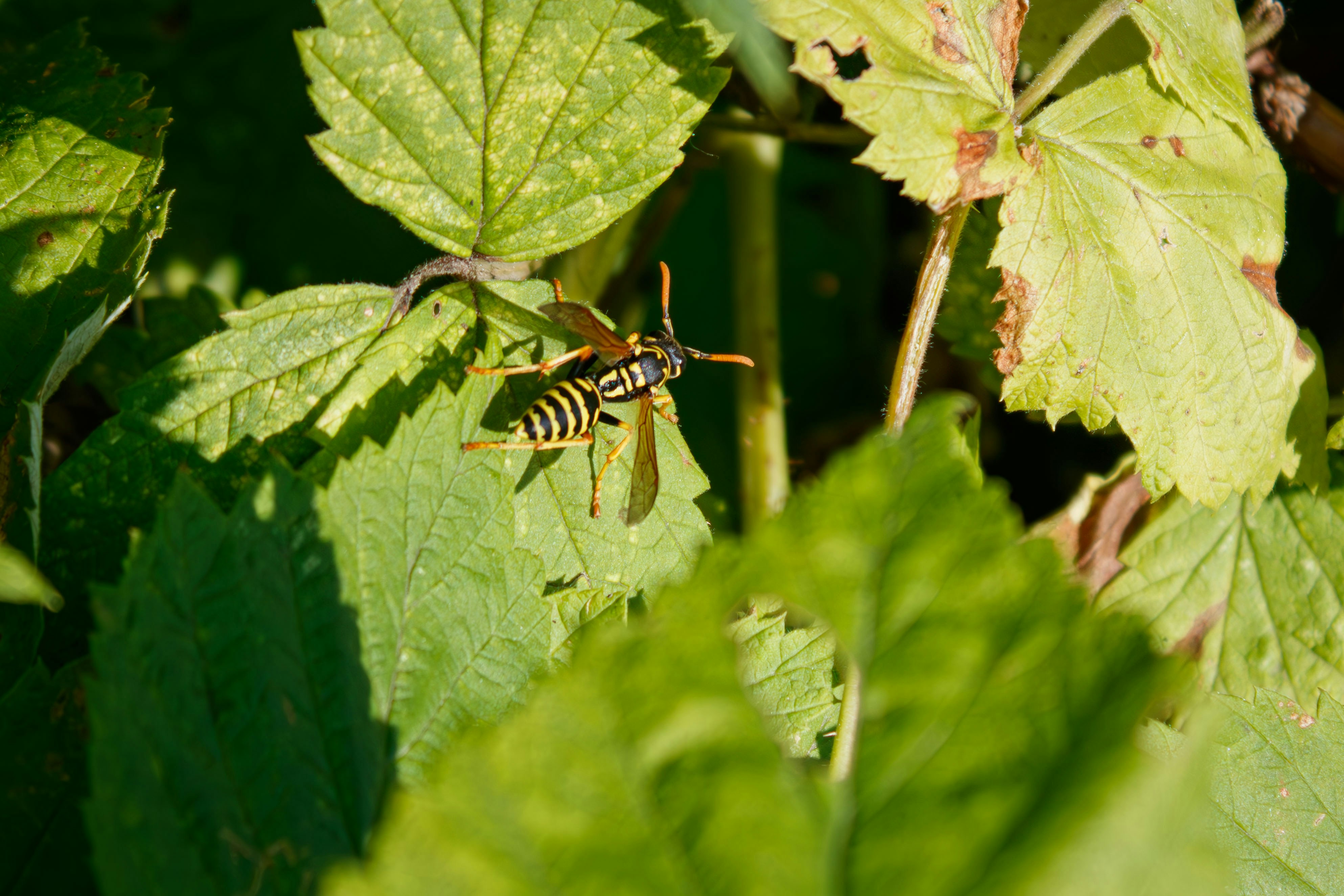A bug sitting on top of a green leaf covered plant photo – Free Animal ...
