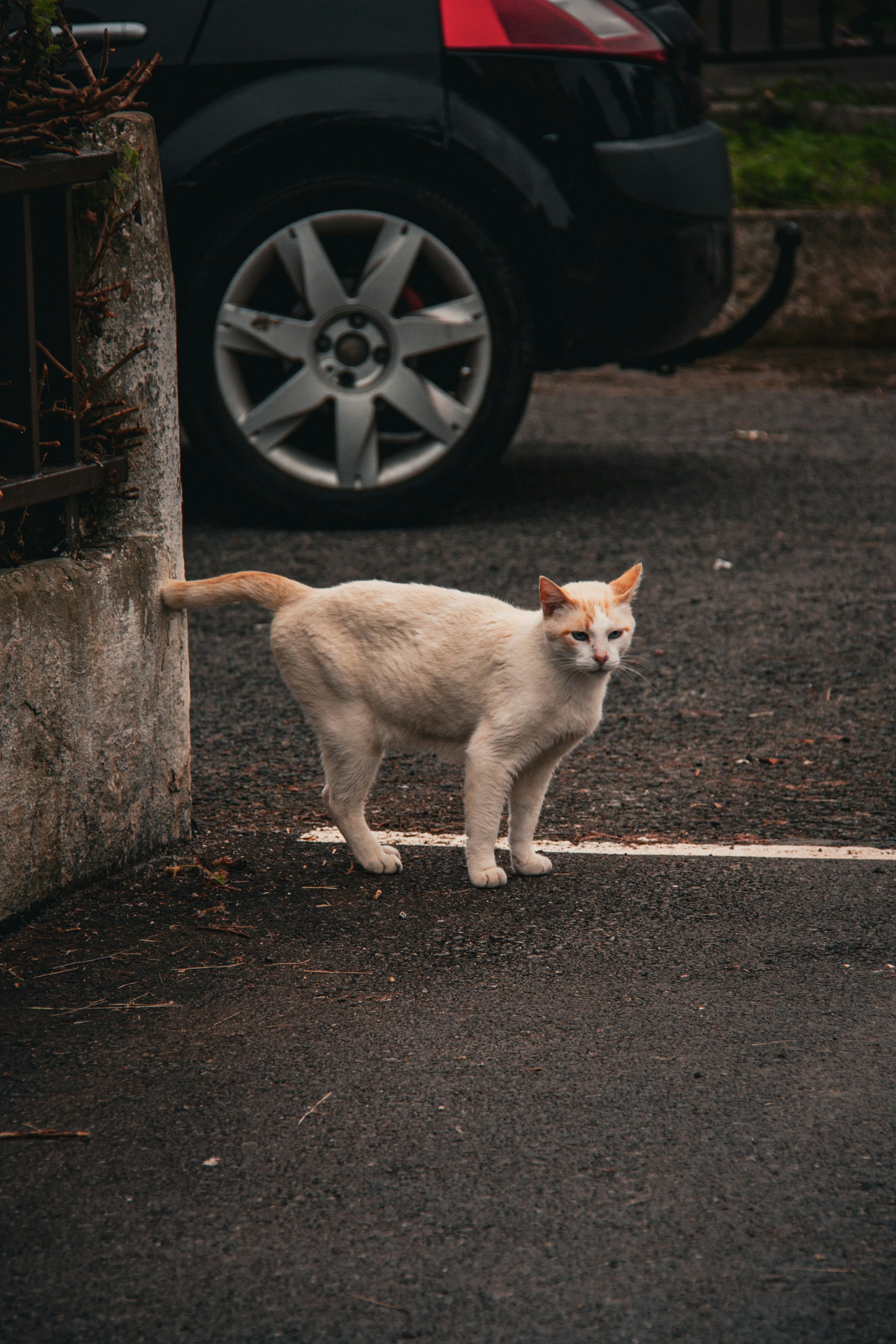 Photo by pablo_saancheezz