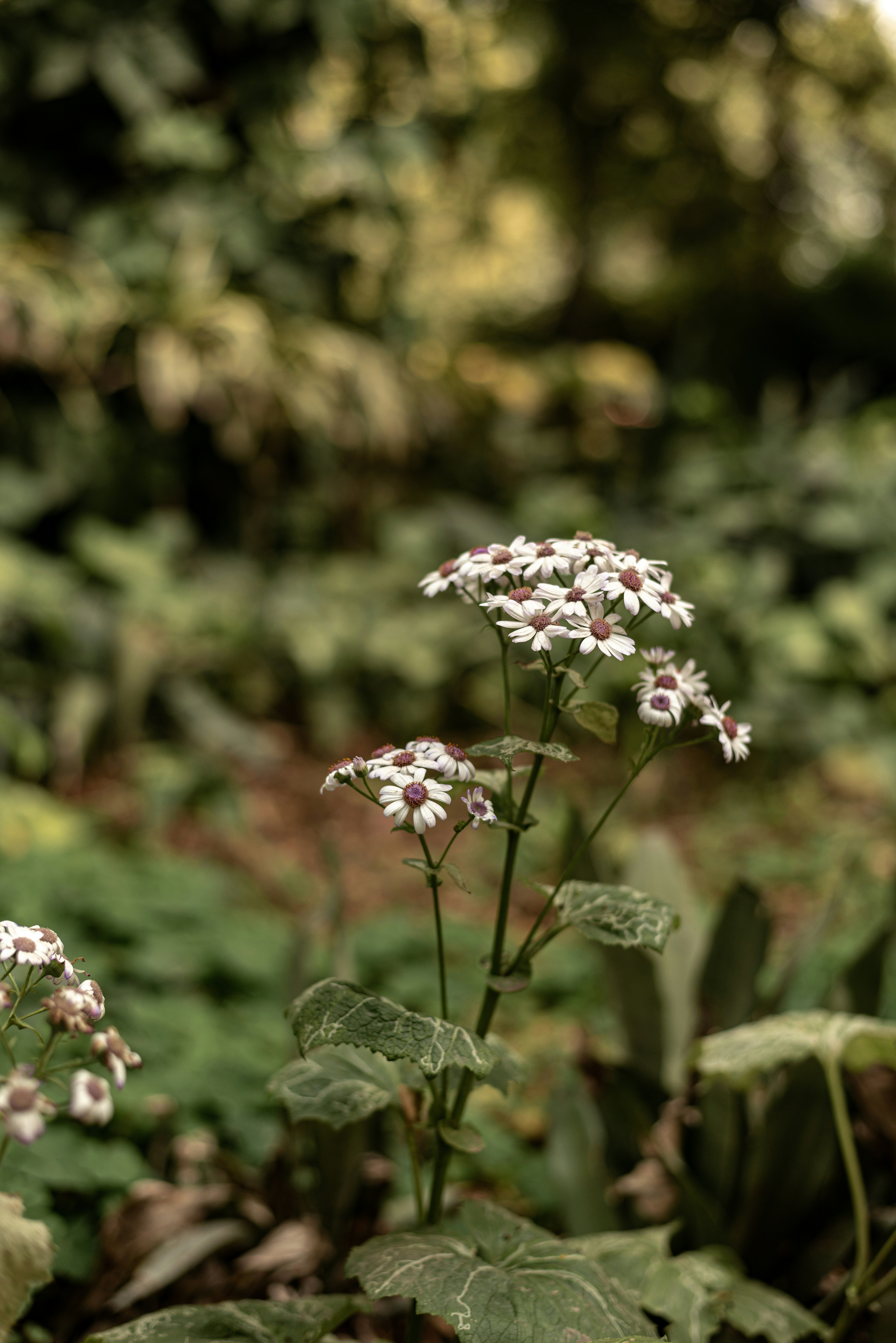 A bunch of flowers that are in the grass
