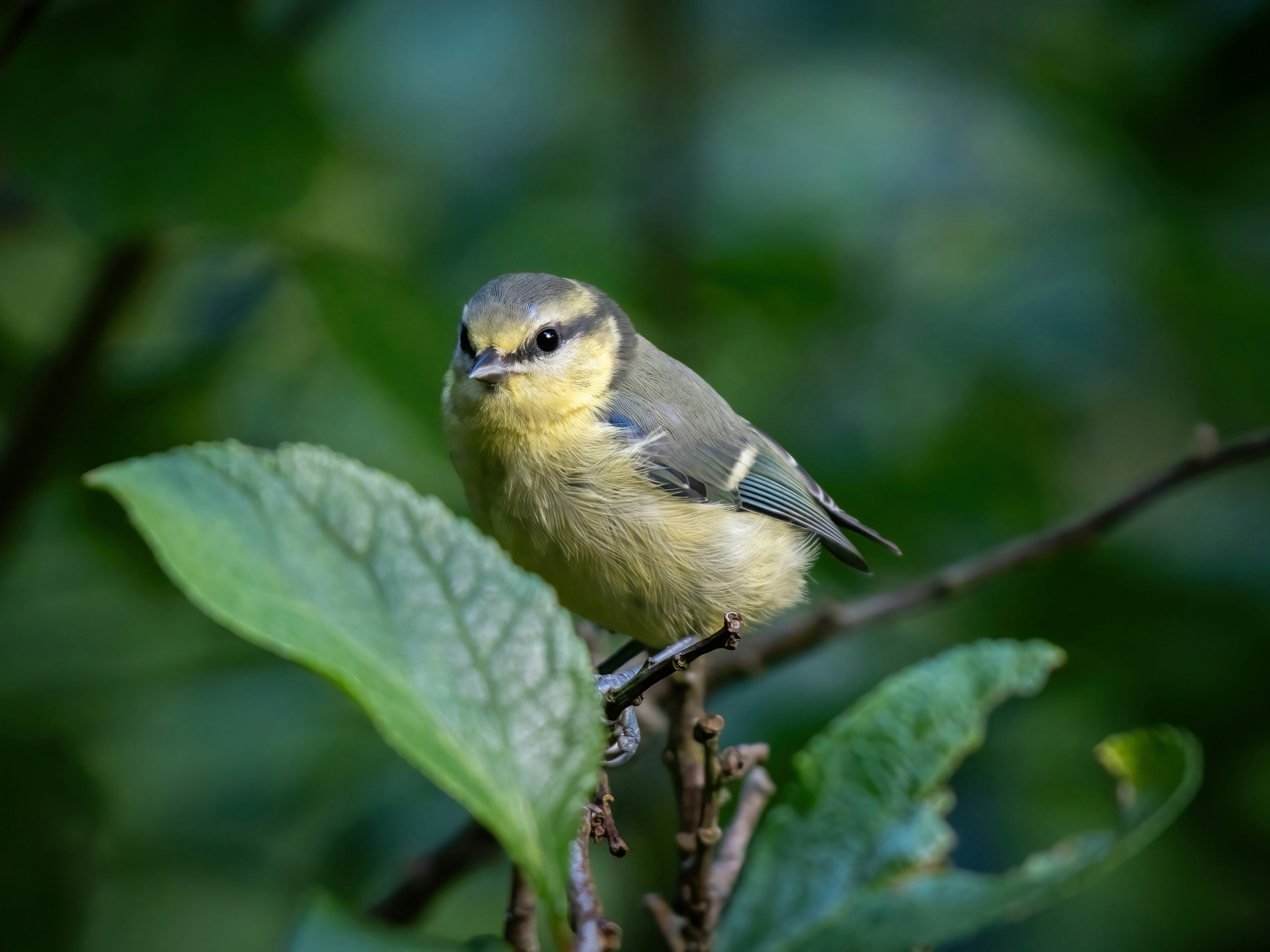 Un petit oiseau perché sur une branche d’arbre