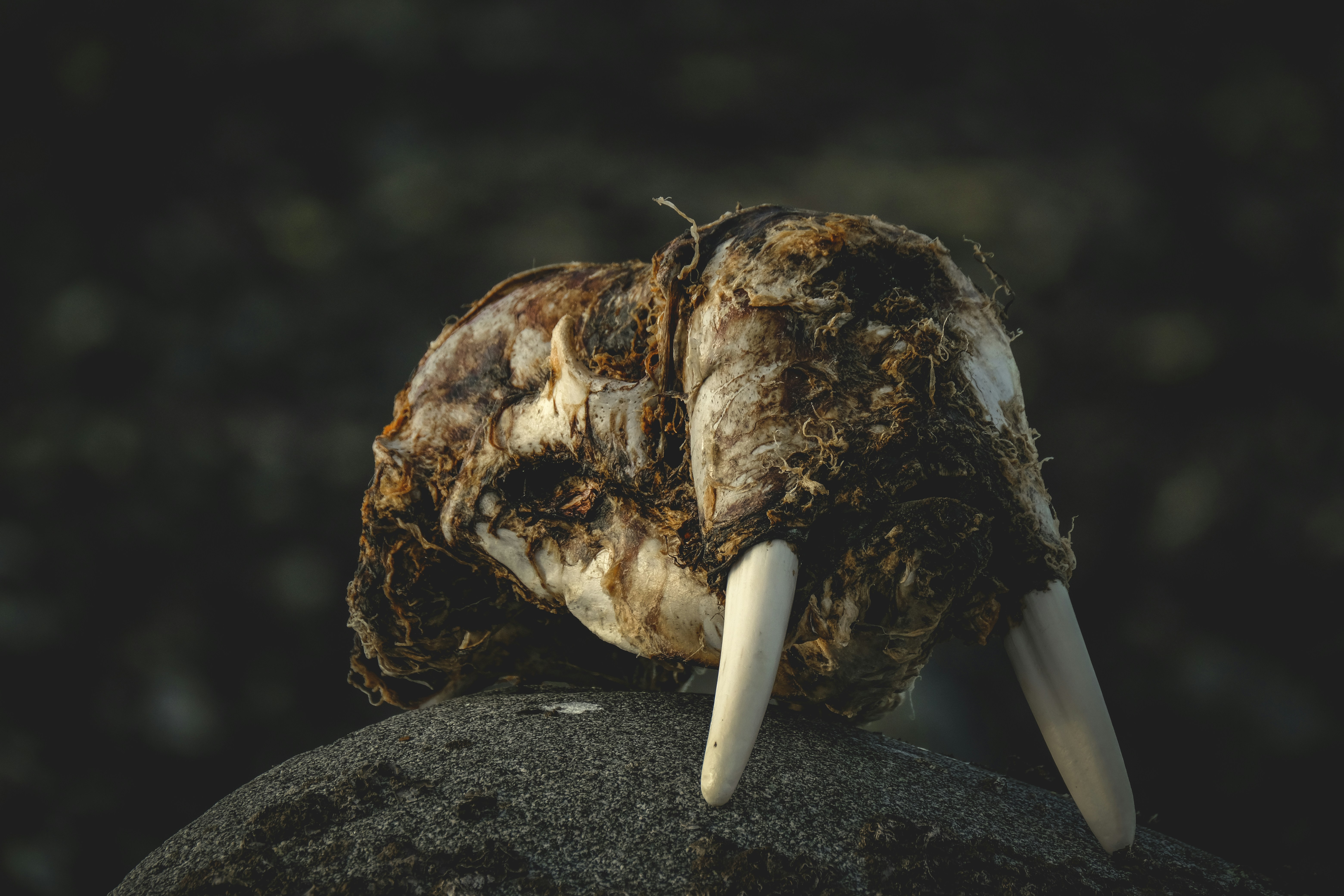 A stuffed animal with long horns sitting on a rock