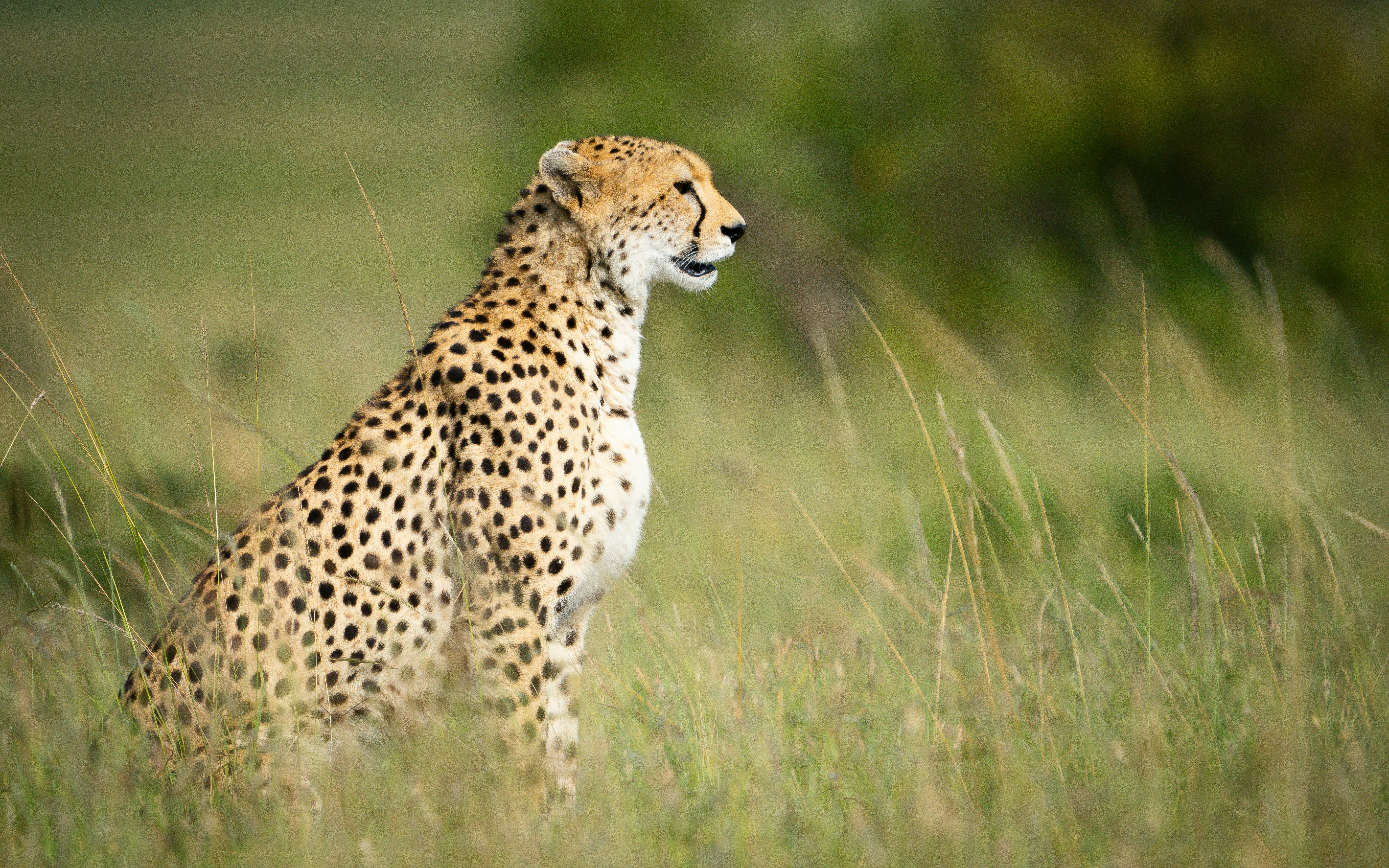 A cheetah is sitting in the tall grass