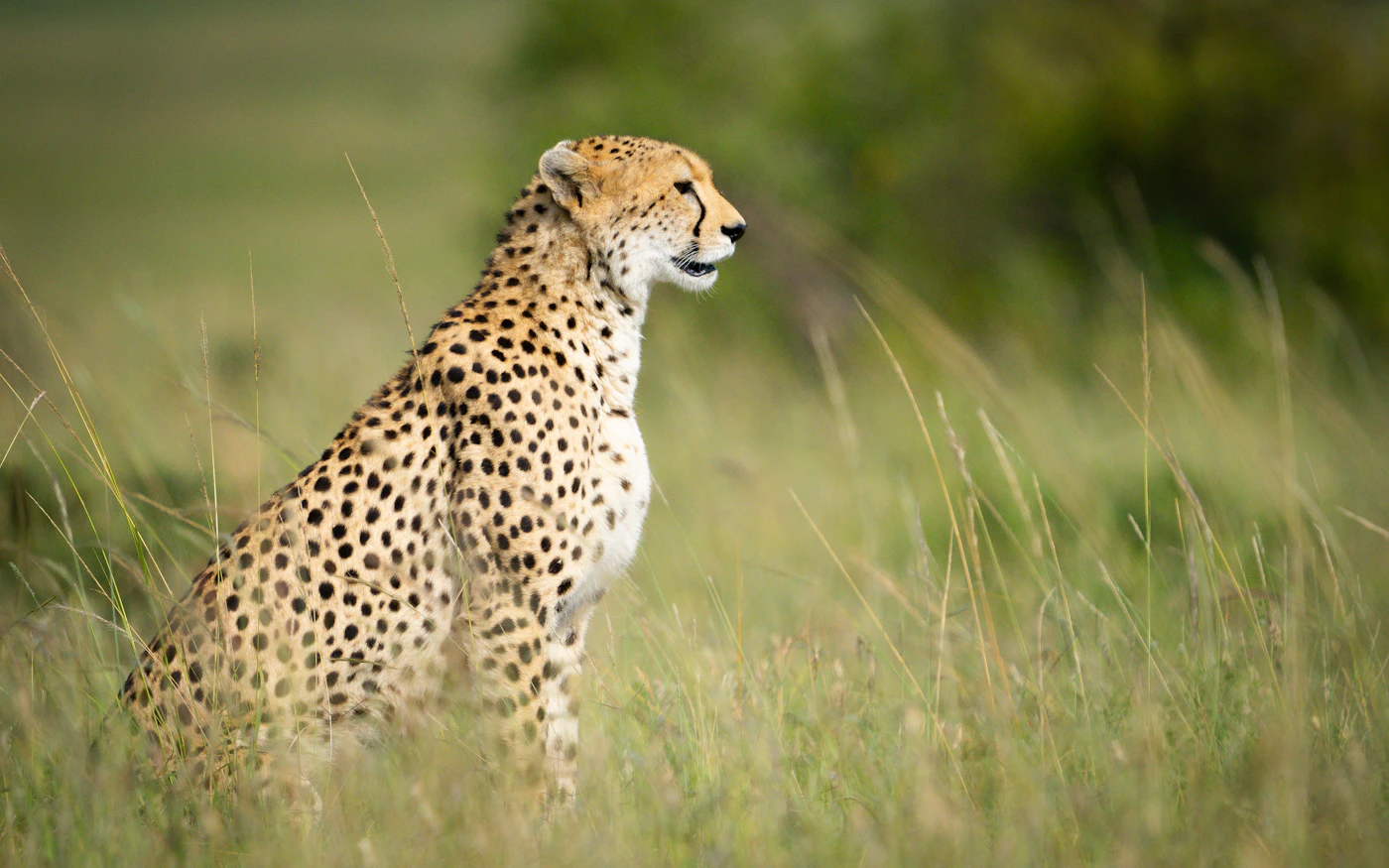 Masai Mara Big Five Safari photo 1