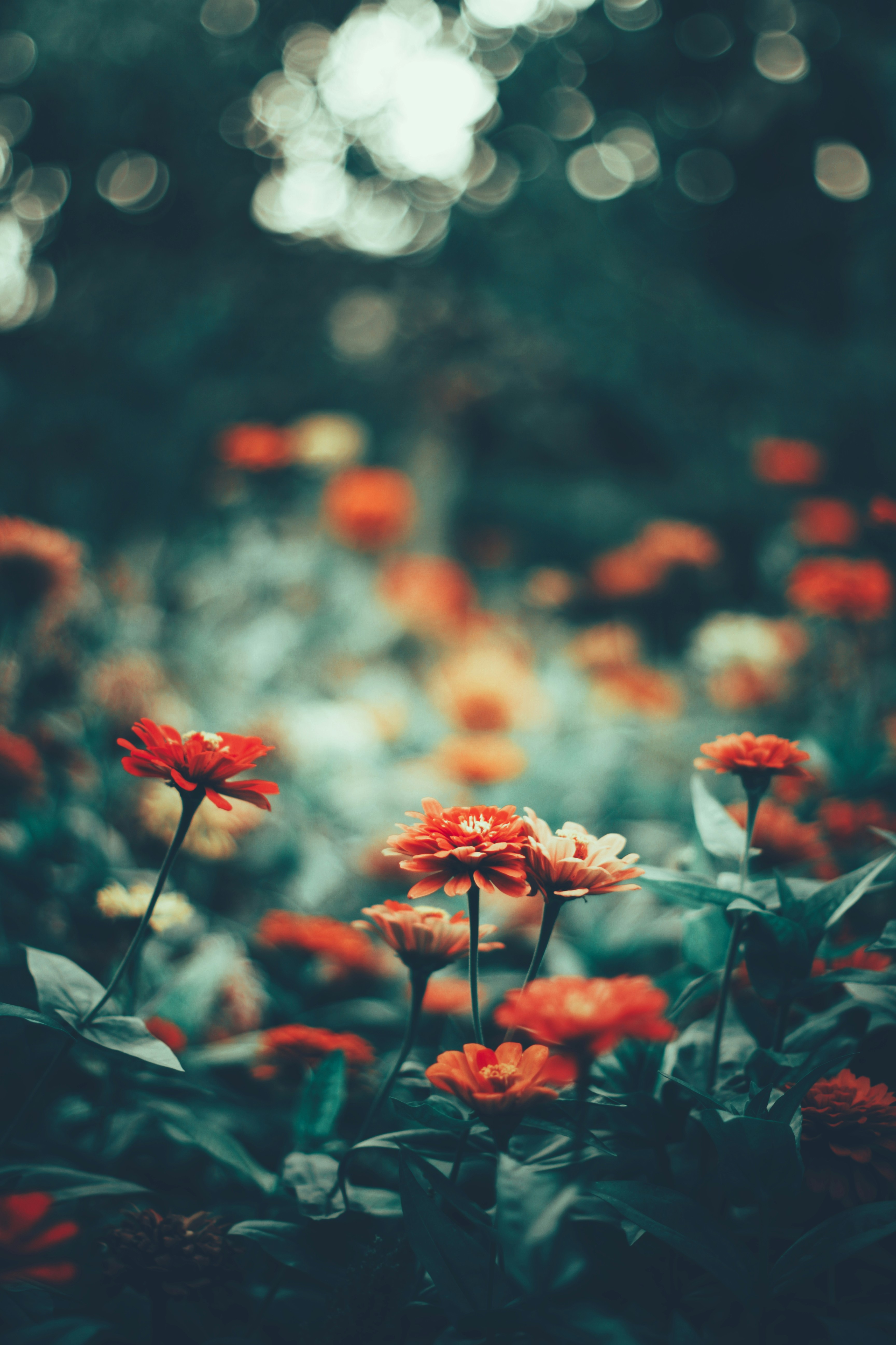 Photo by hasanalmasi