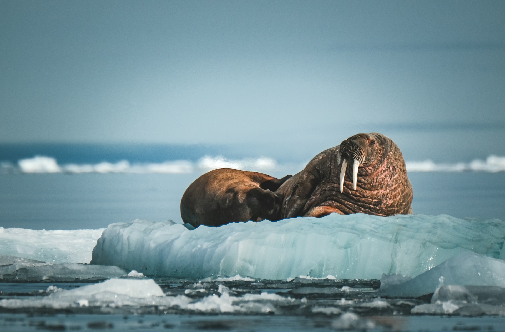 A sea lion laying on top of an iceberg