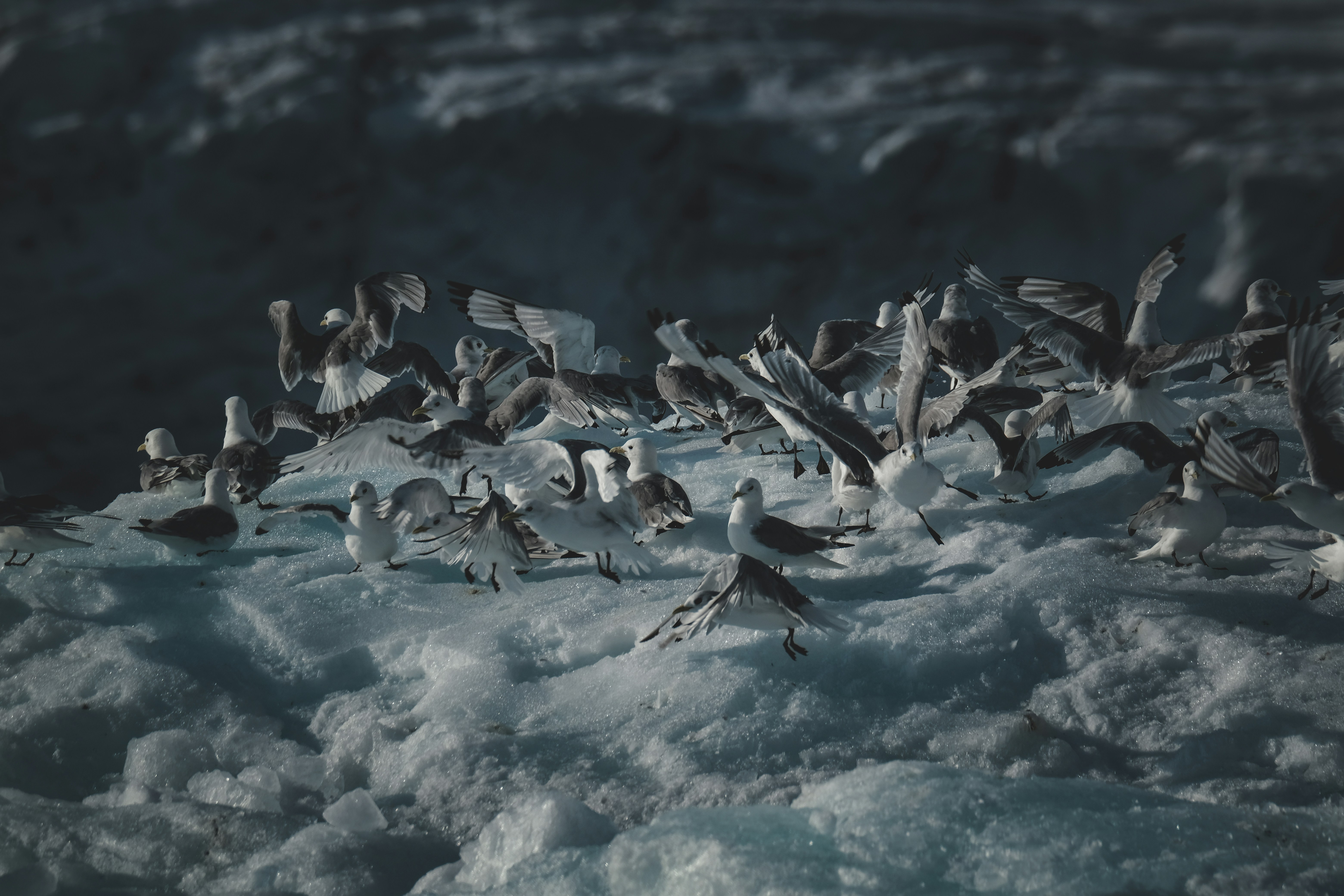 Pudgy Penguins Light Up Las Vegas Sphere with NFT Magic This Christmas