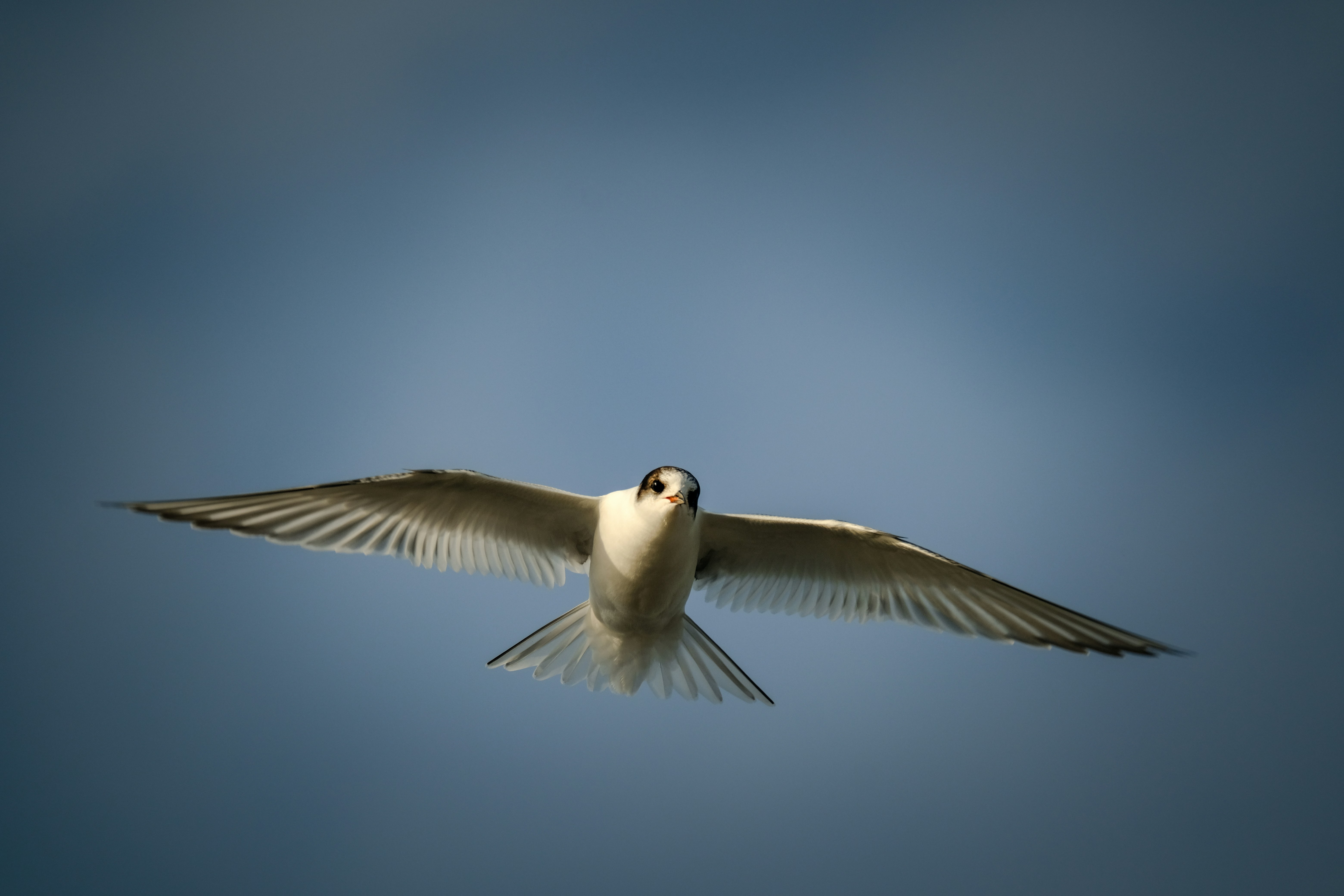 Photo by francesco_ungaro