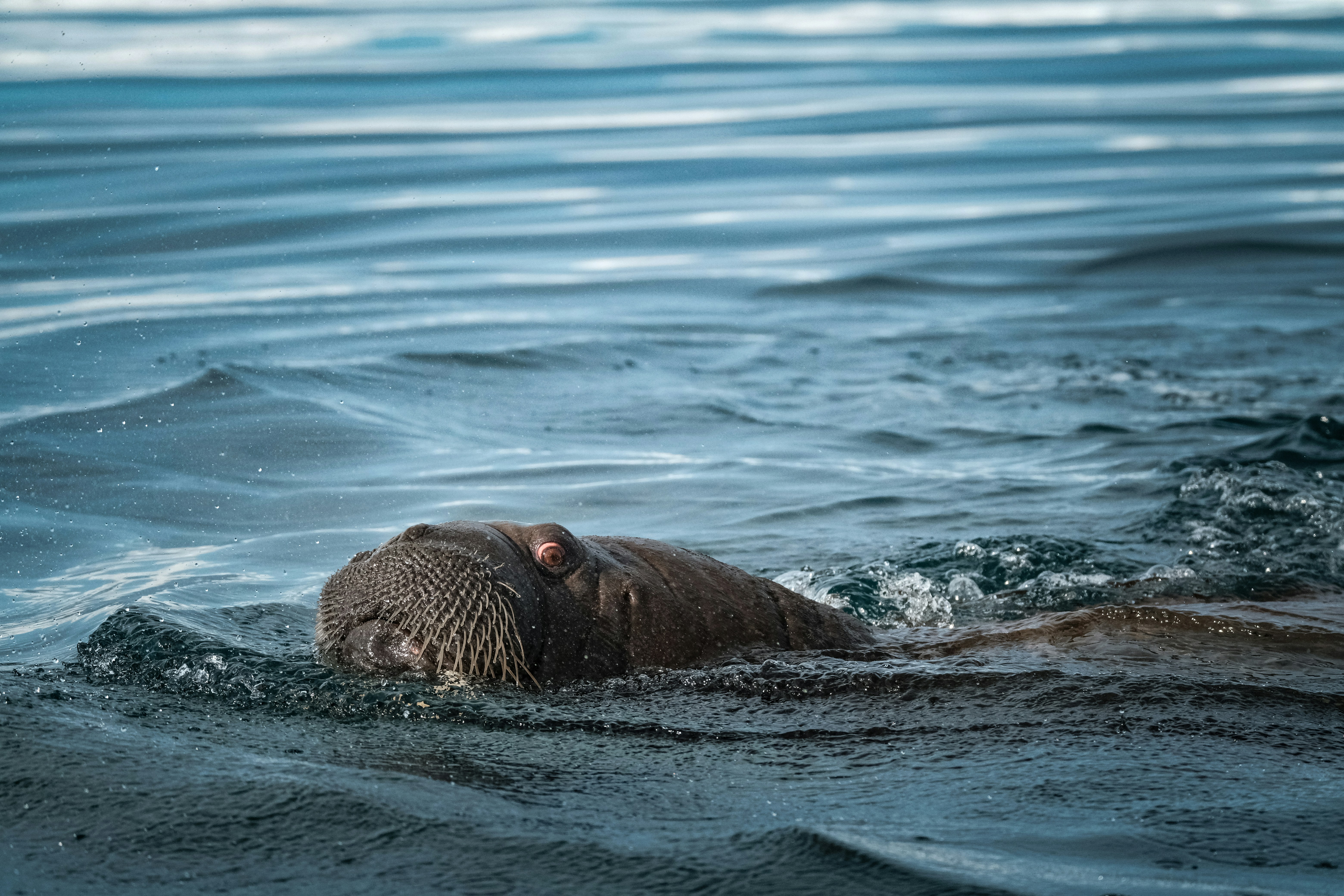 Photo by francesco_ungaro