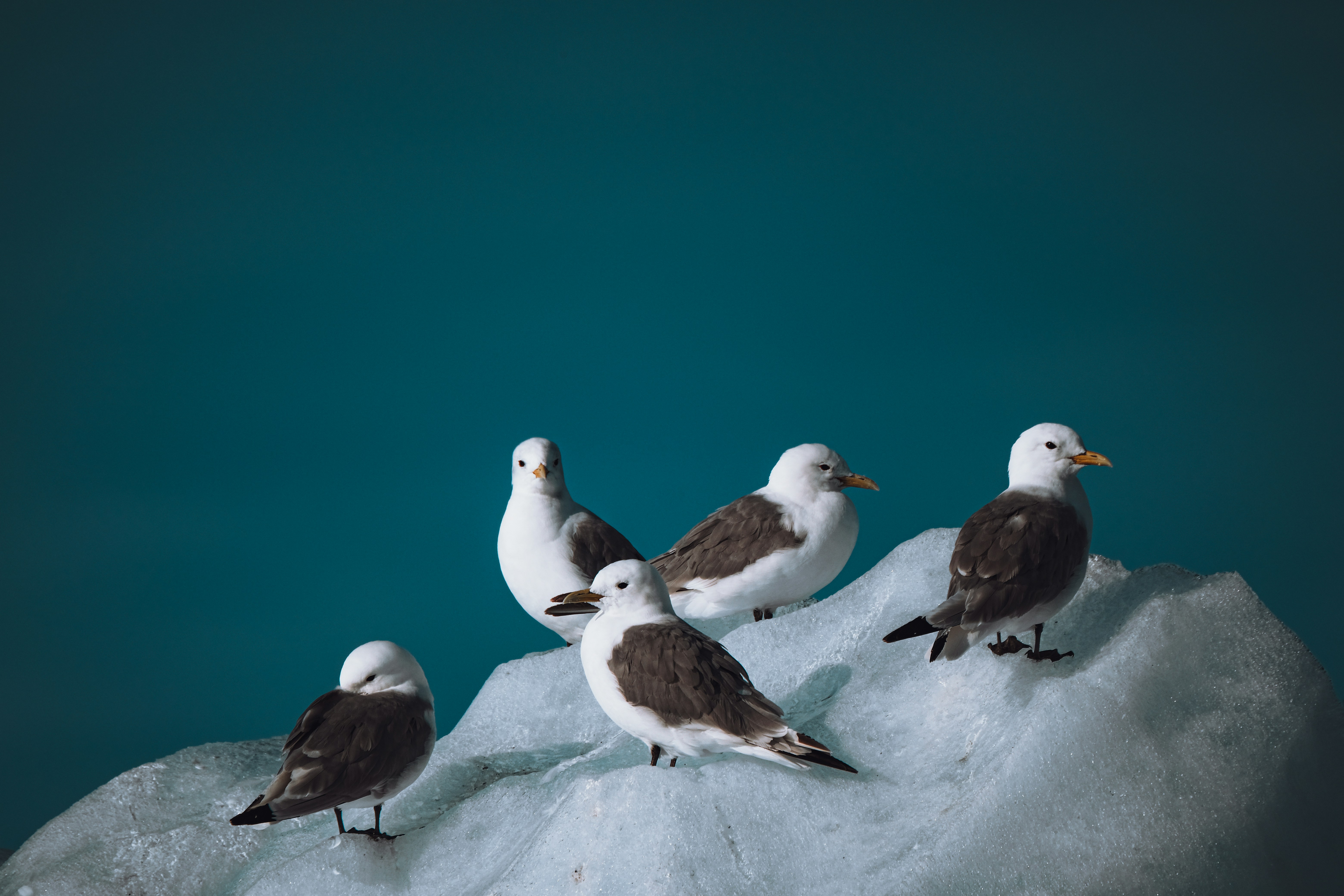 Photo by francesco_ungaro