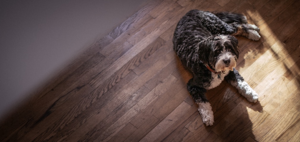 A dog laying on a wooden floor looking up