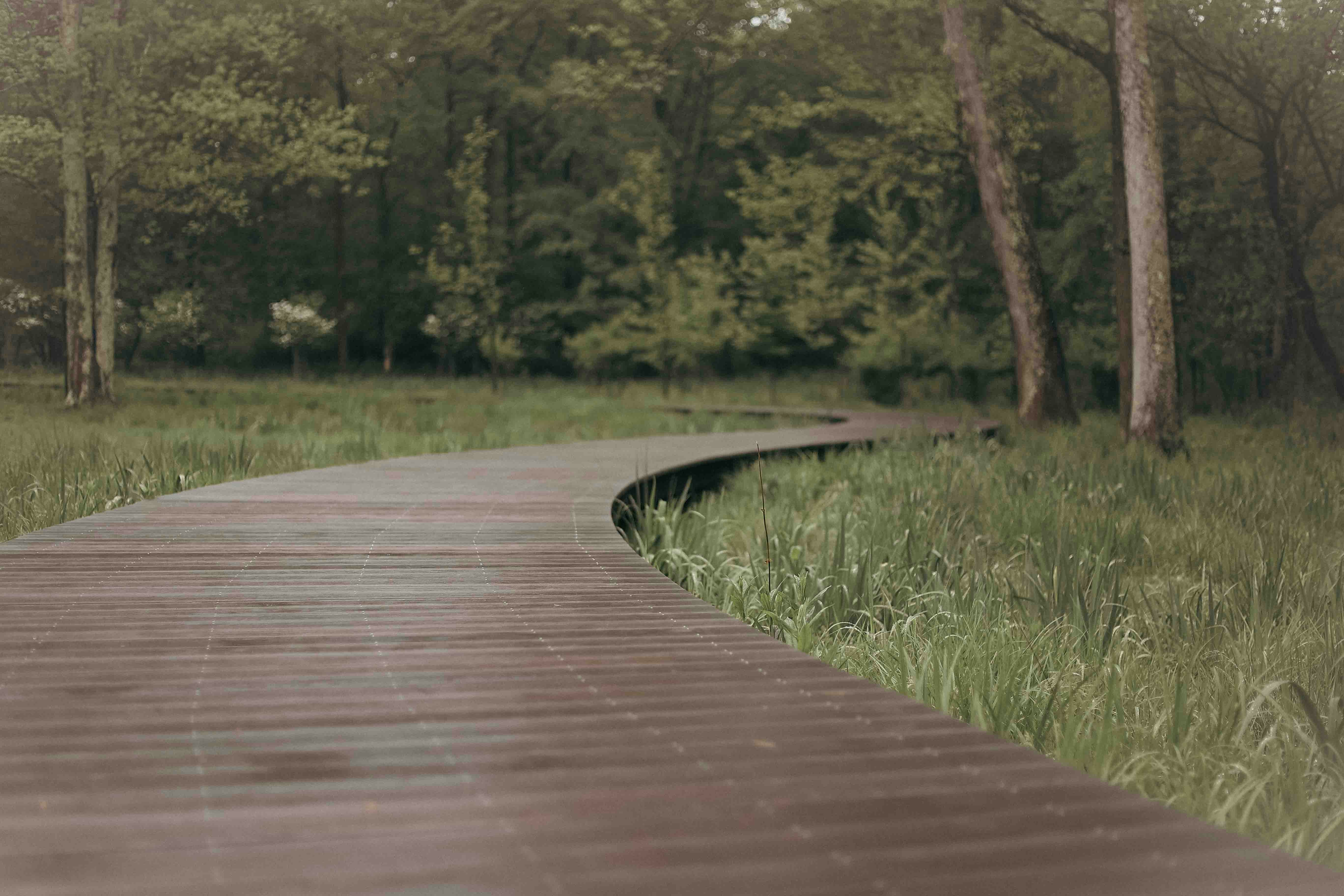 A wooden walkway in the middle of a forest