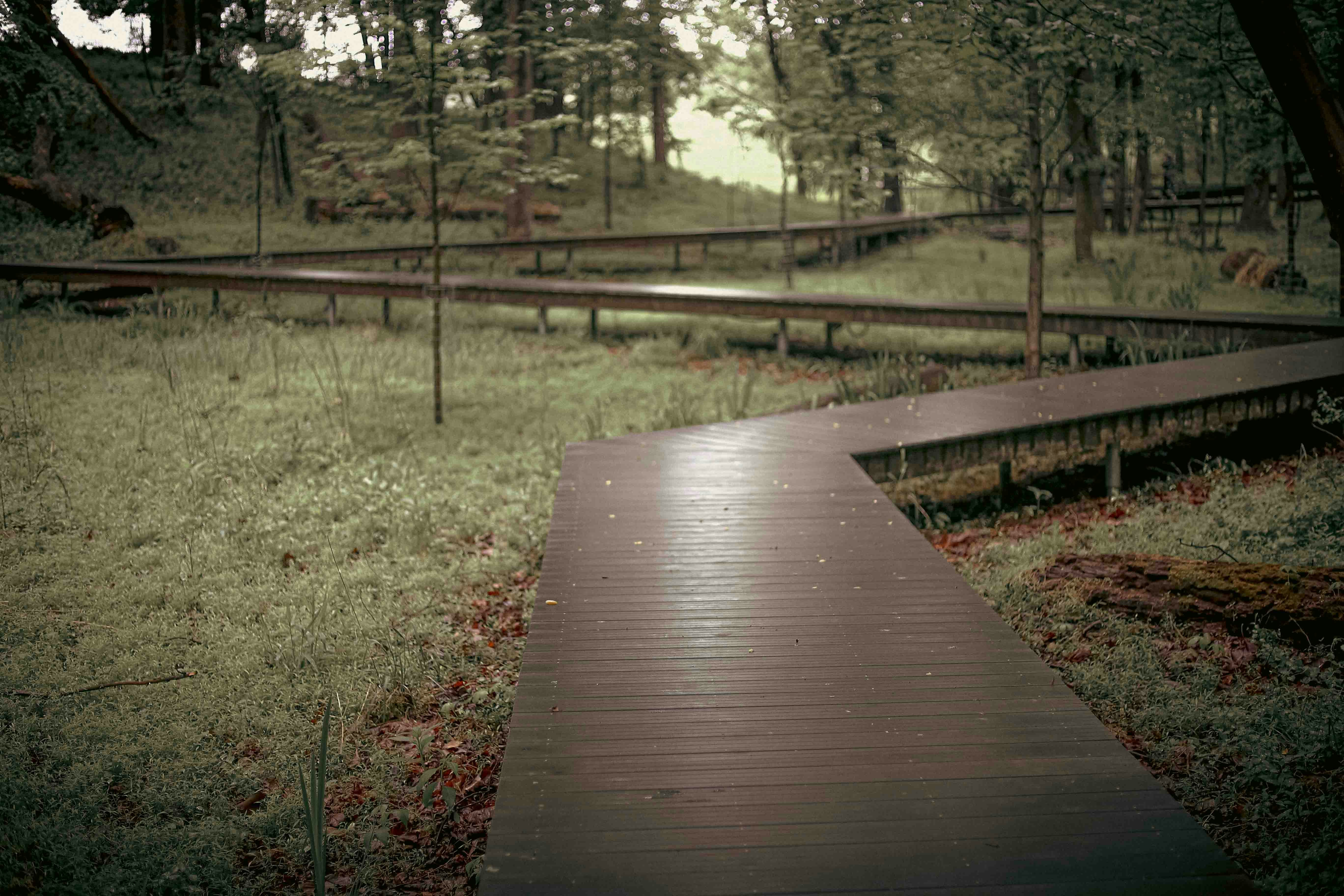 A wooden walkway in the middle of a grassy field