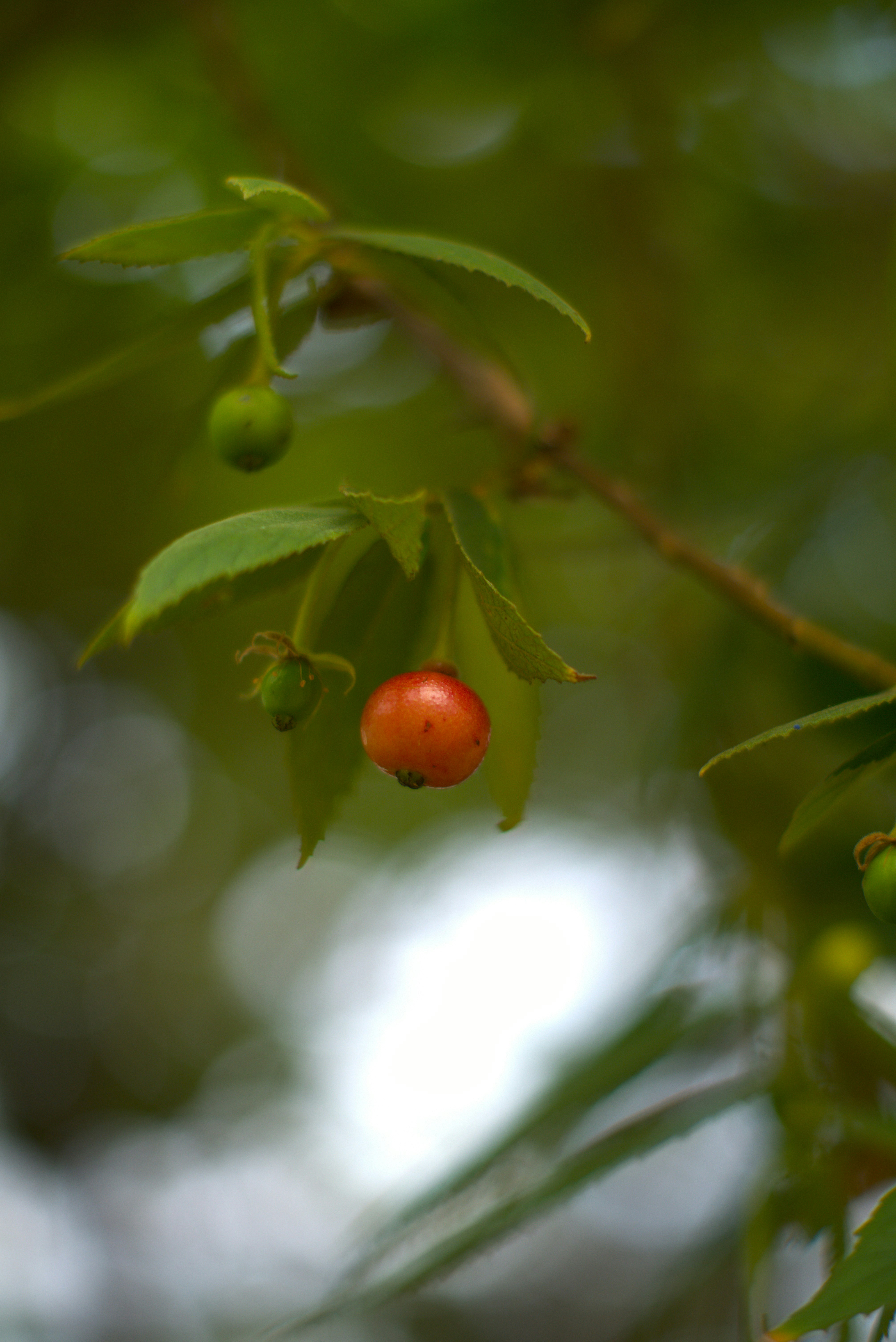 Photo by abrahamnoah