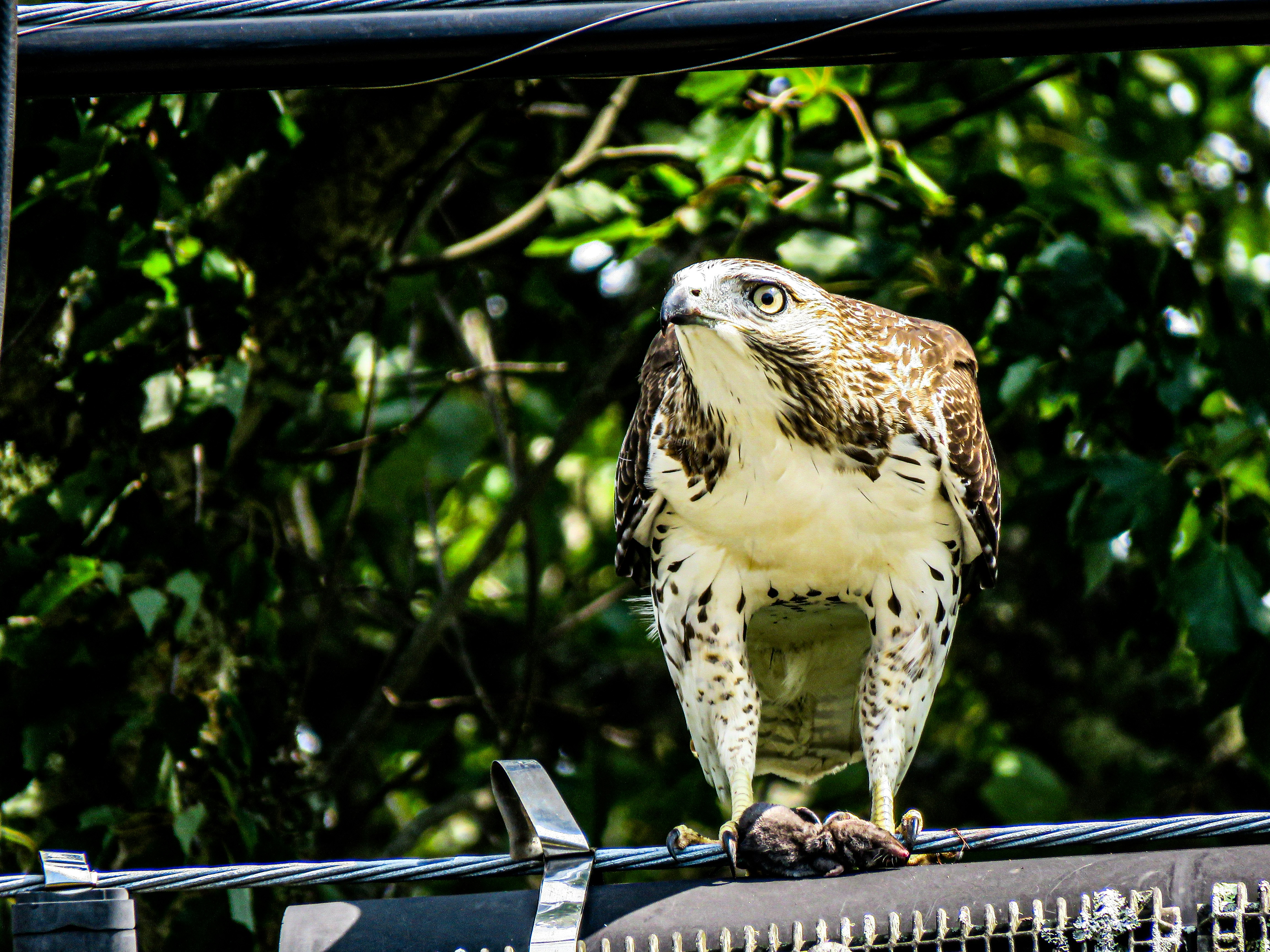 A large bird perched on top of a metal fence
