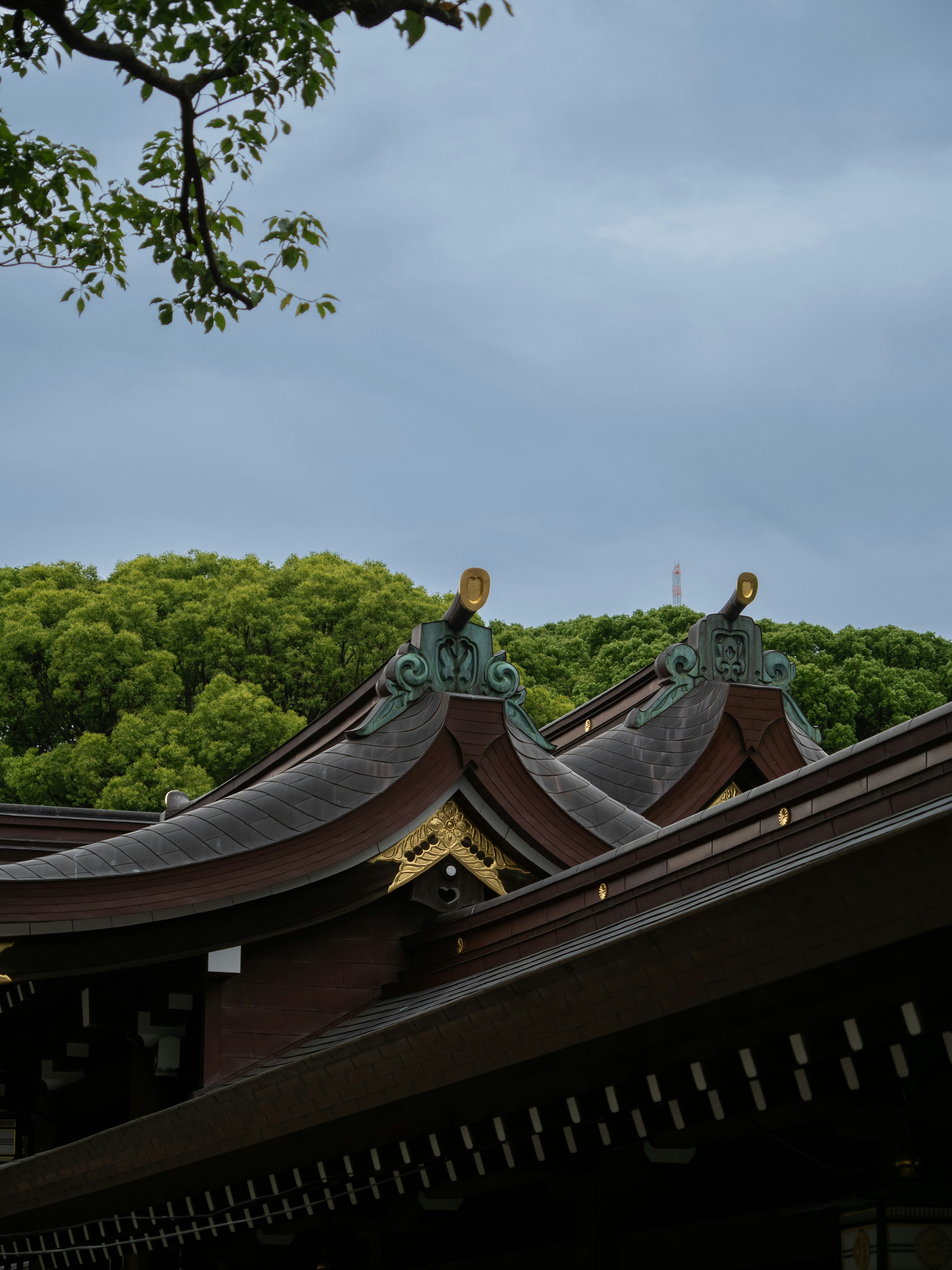 Photo by shellingfordyu