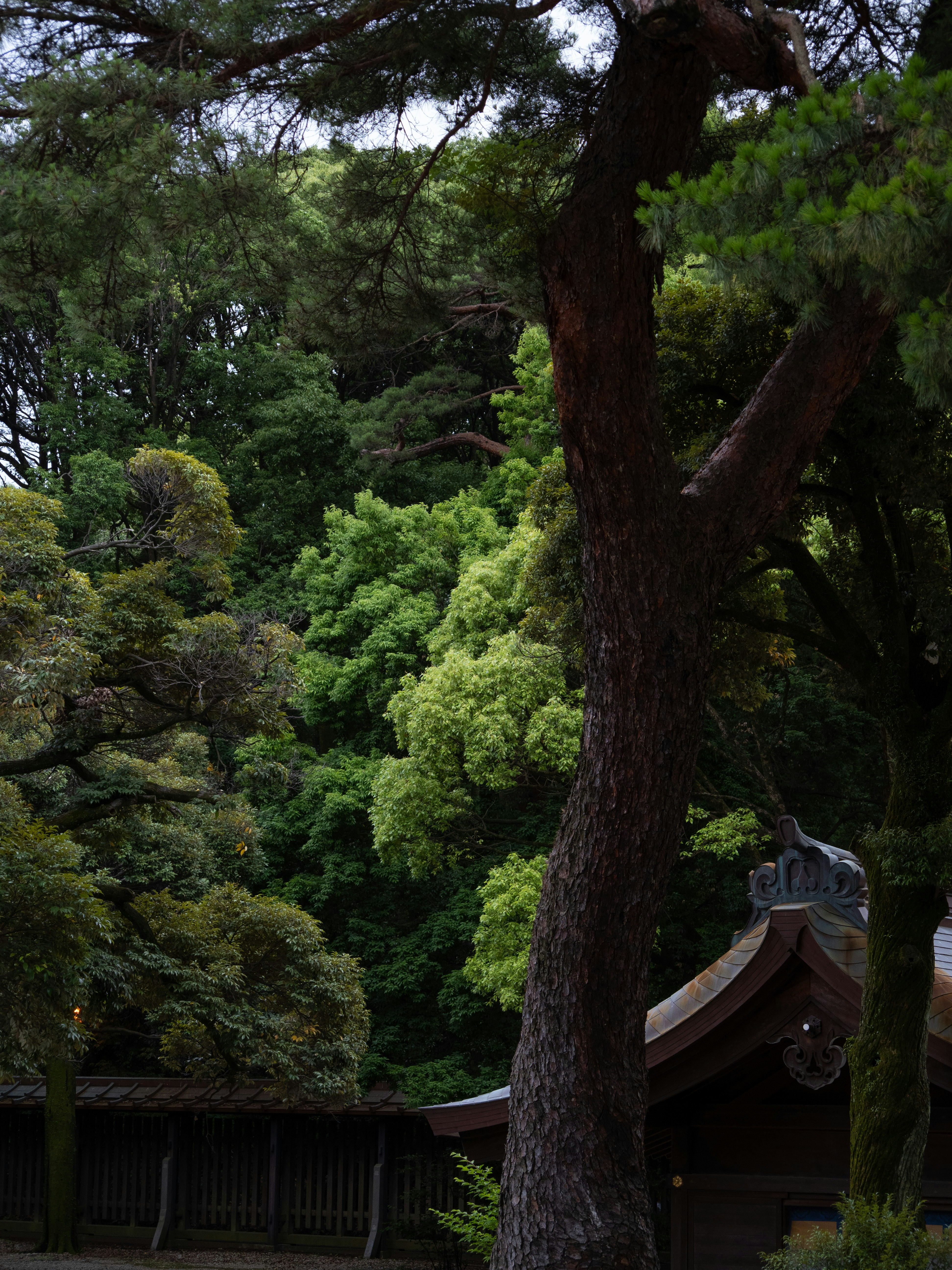 Photo by shellingfordyu