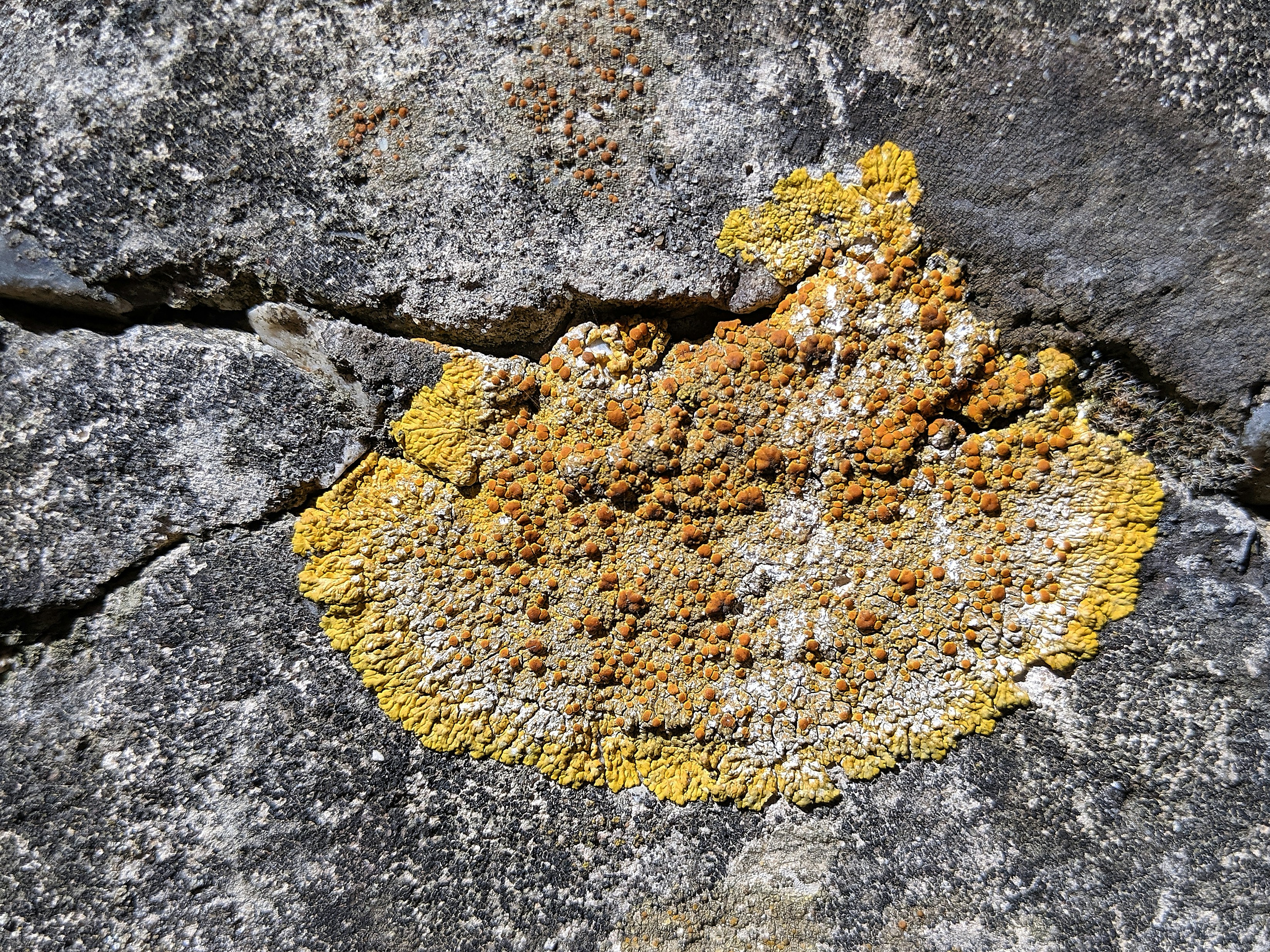 A rock with yellow lichen on it