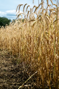 A field of wheat ready to be harvested