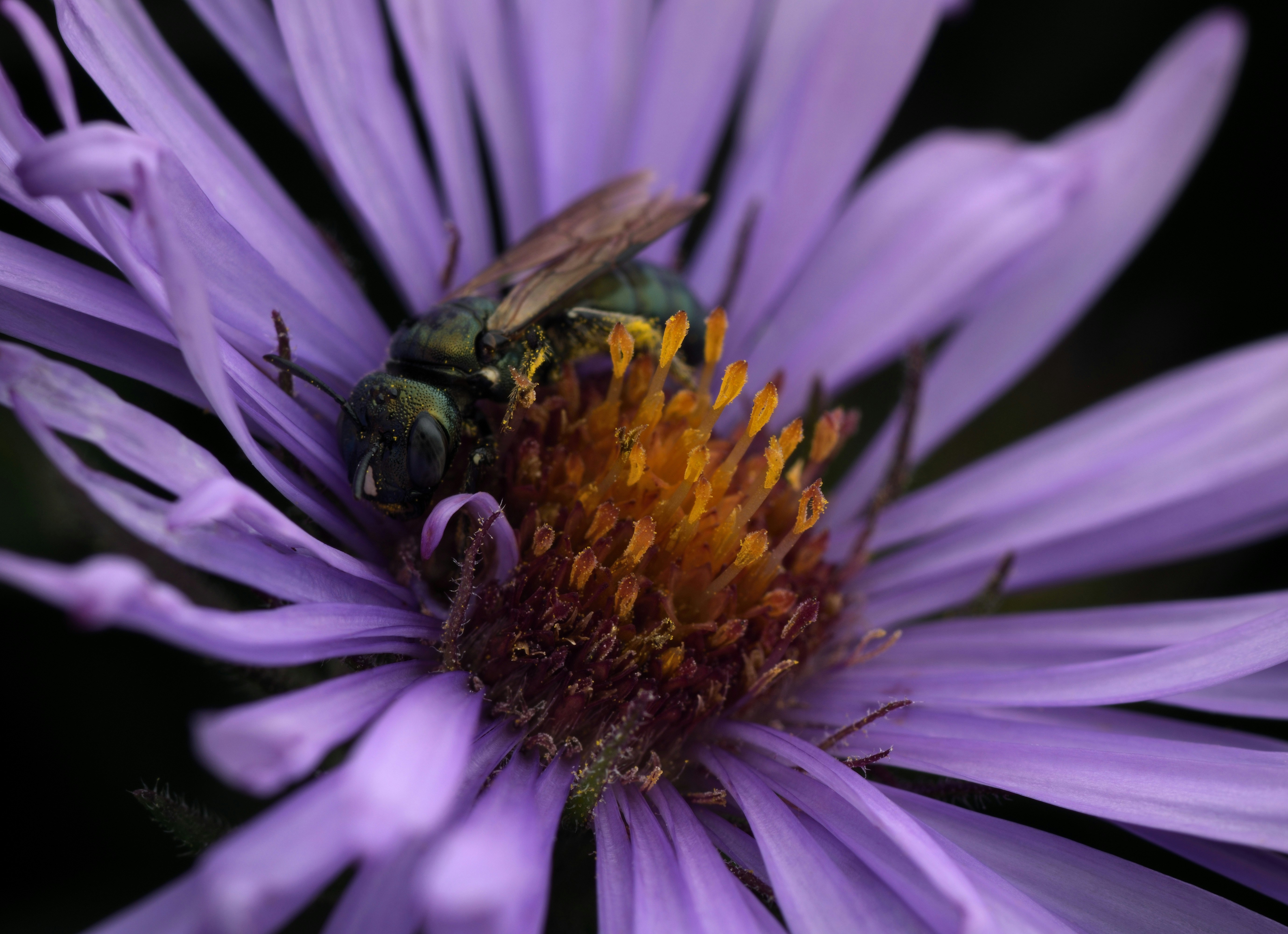 A close up of a purple flower with a bee on it