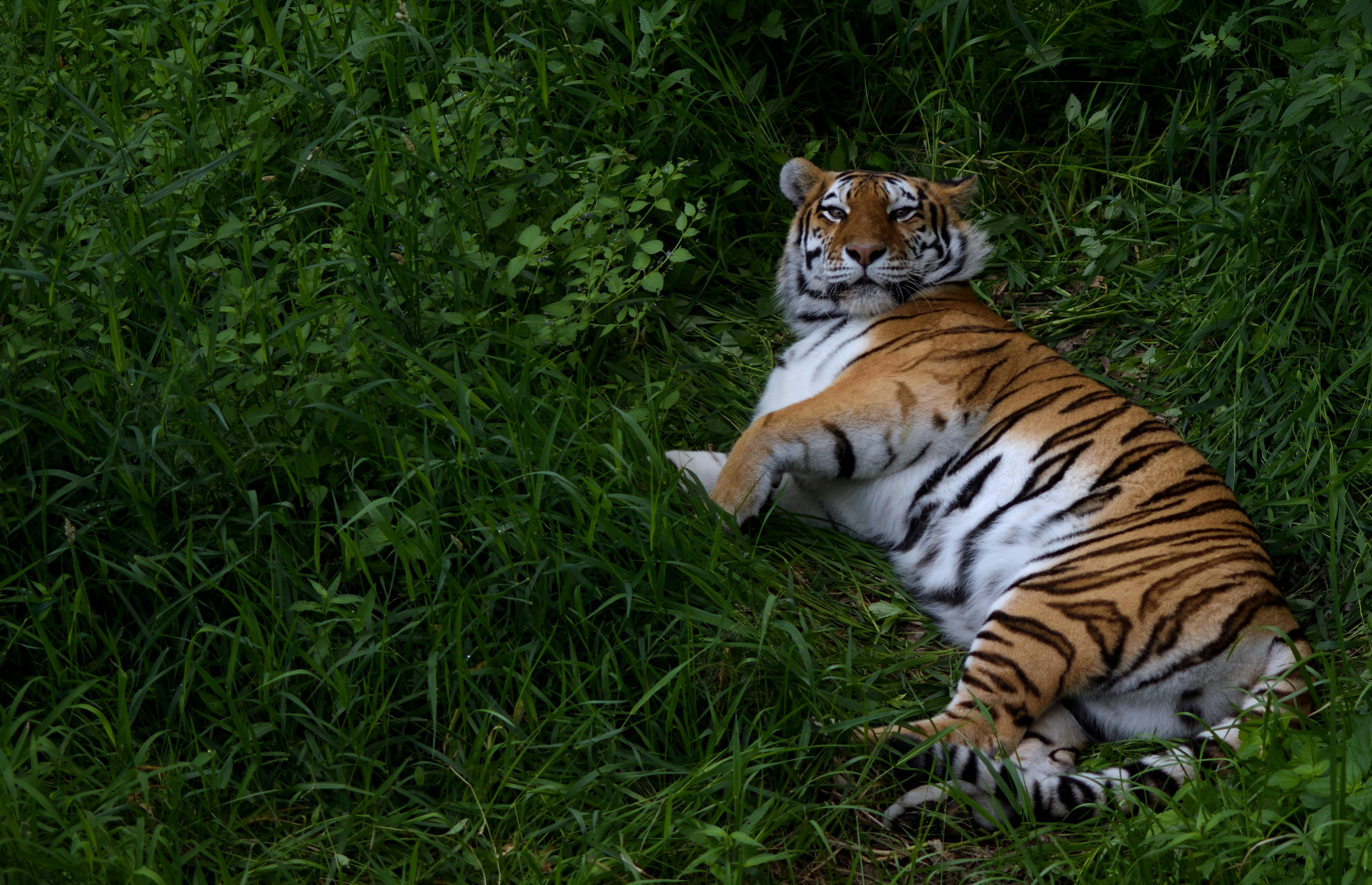 A tiger laying on the ground in the grass