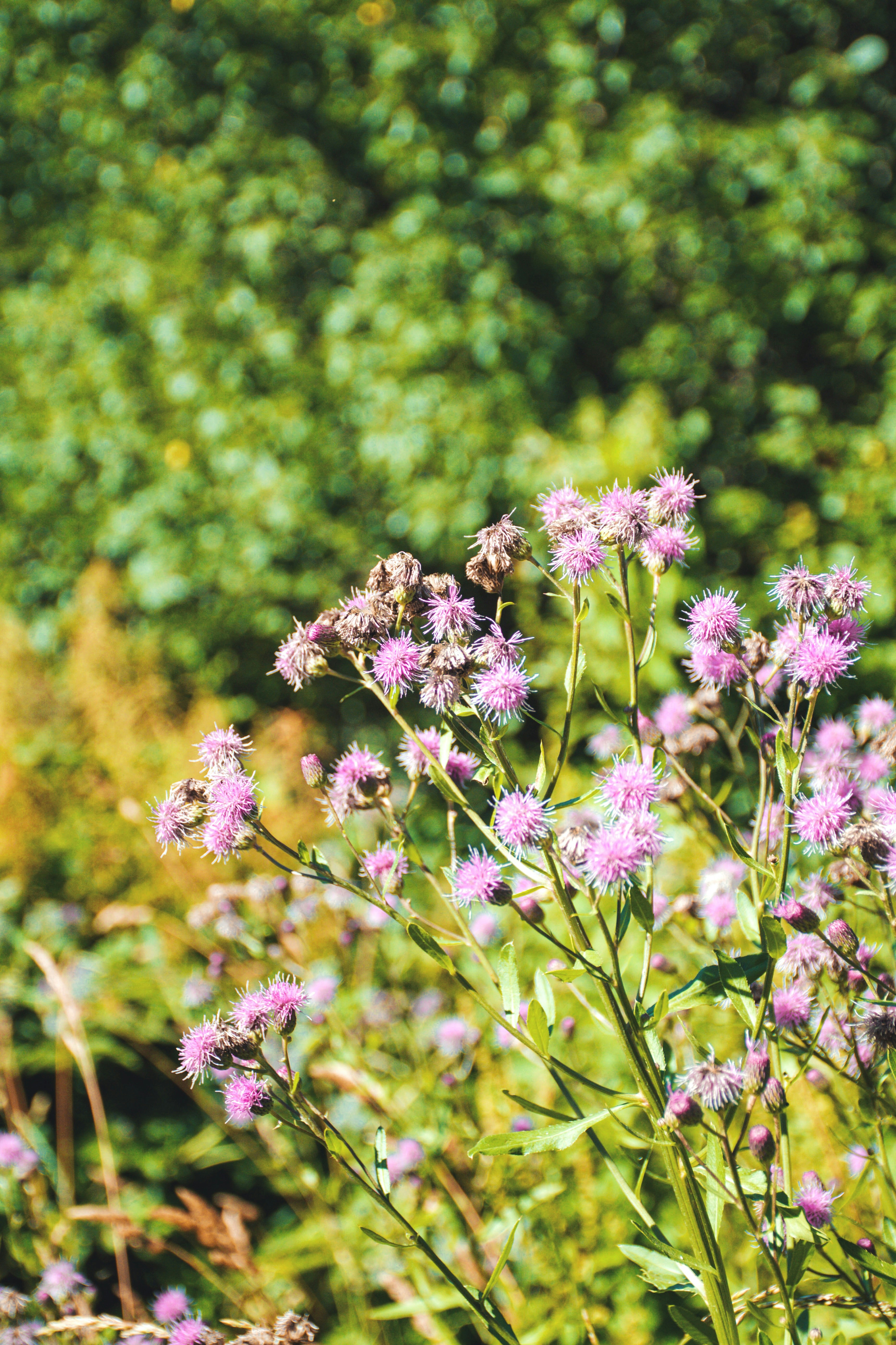 Photo by olga_trishi