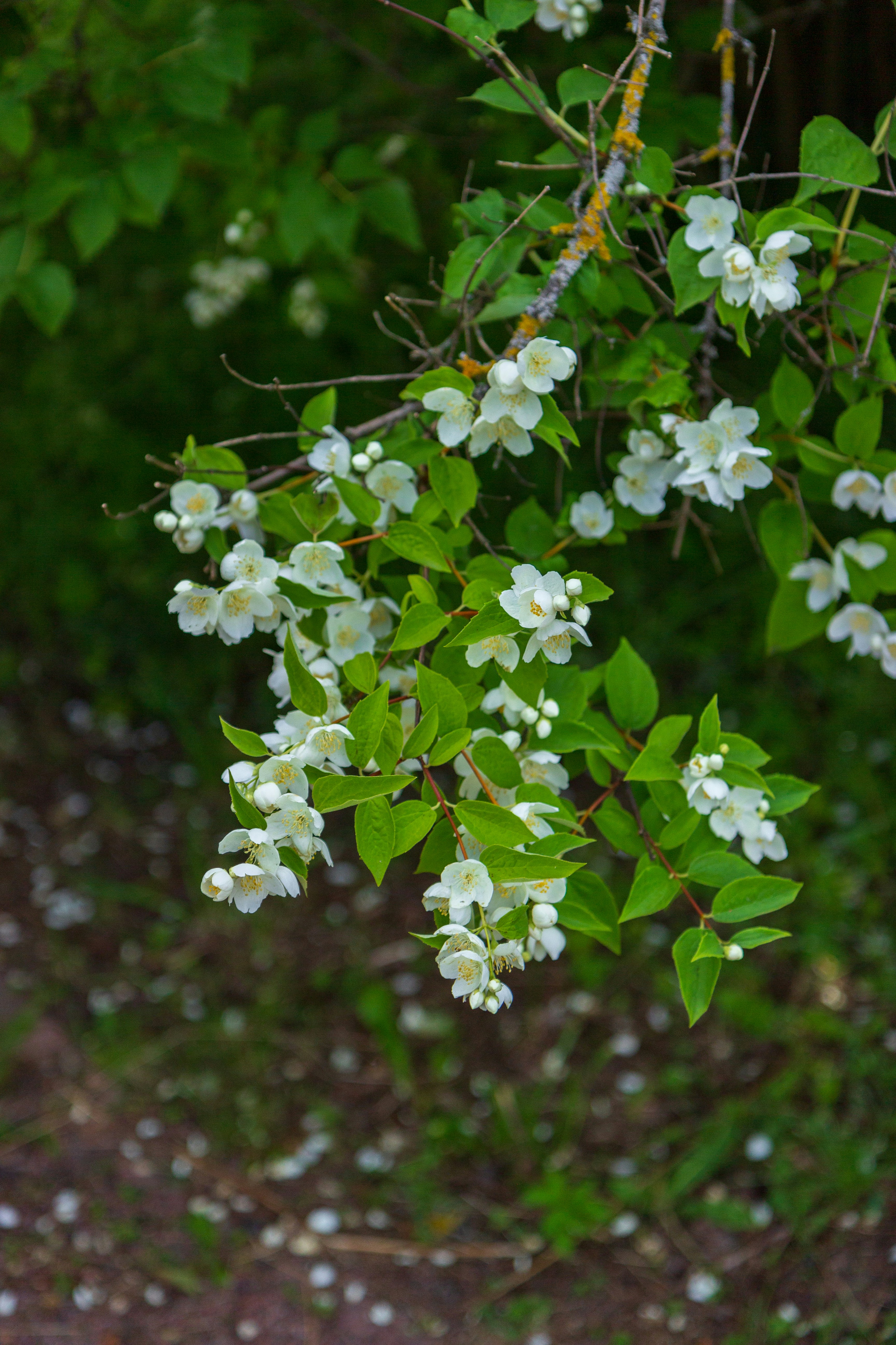 A bunch of white flowers hanging from a tree