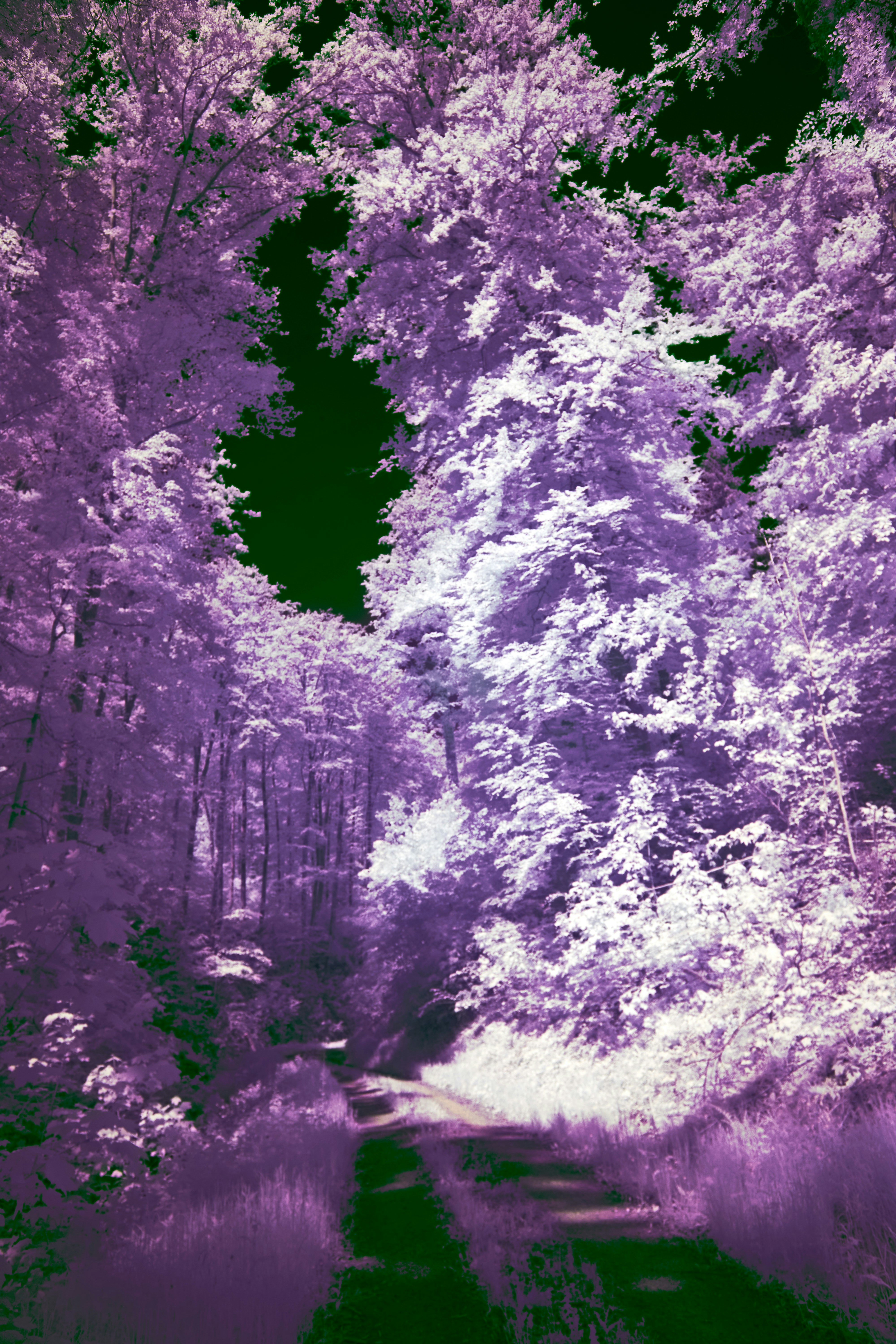 Photo by wolfgang_hasselmann