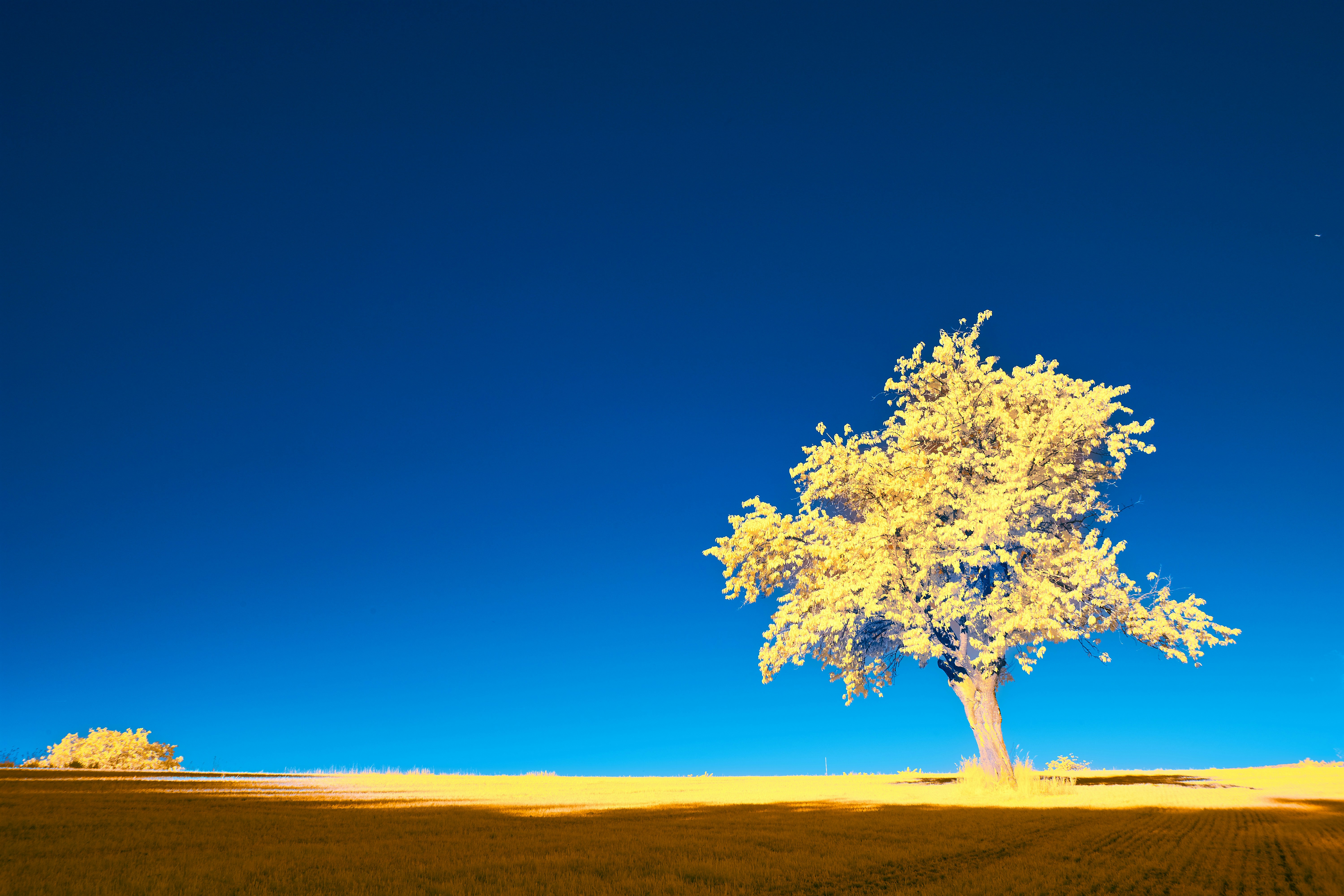 Photo by wolfgang_hasselmann