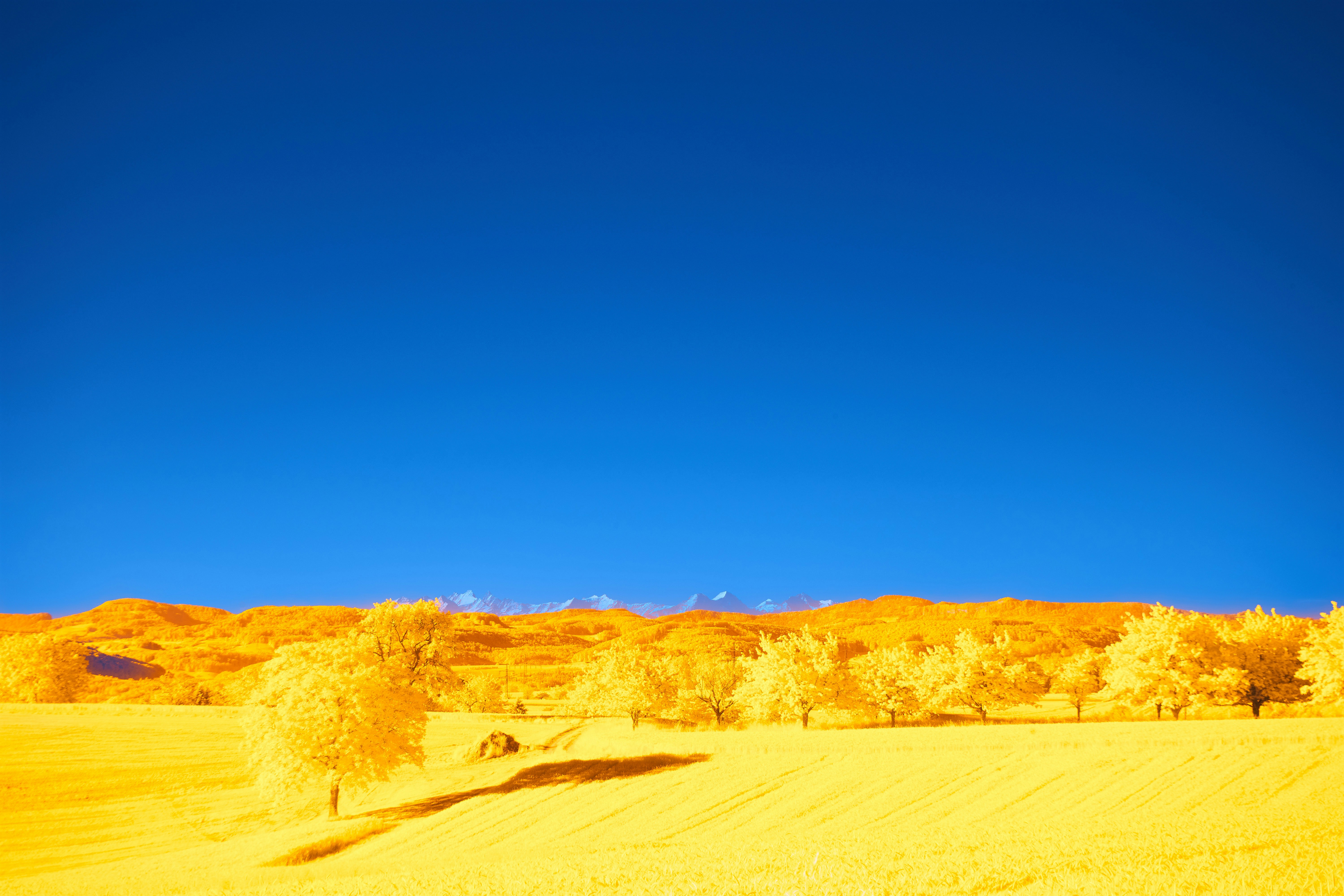 Photo by wolfgang_hasselmann