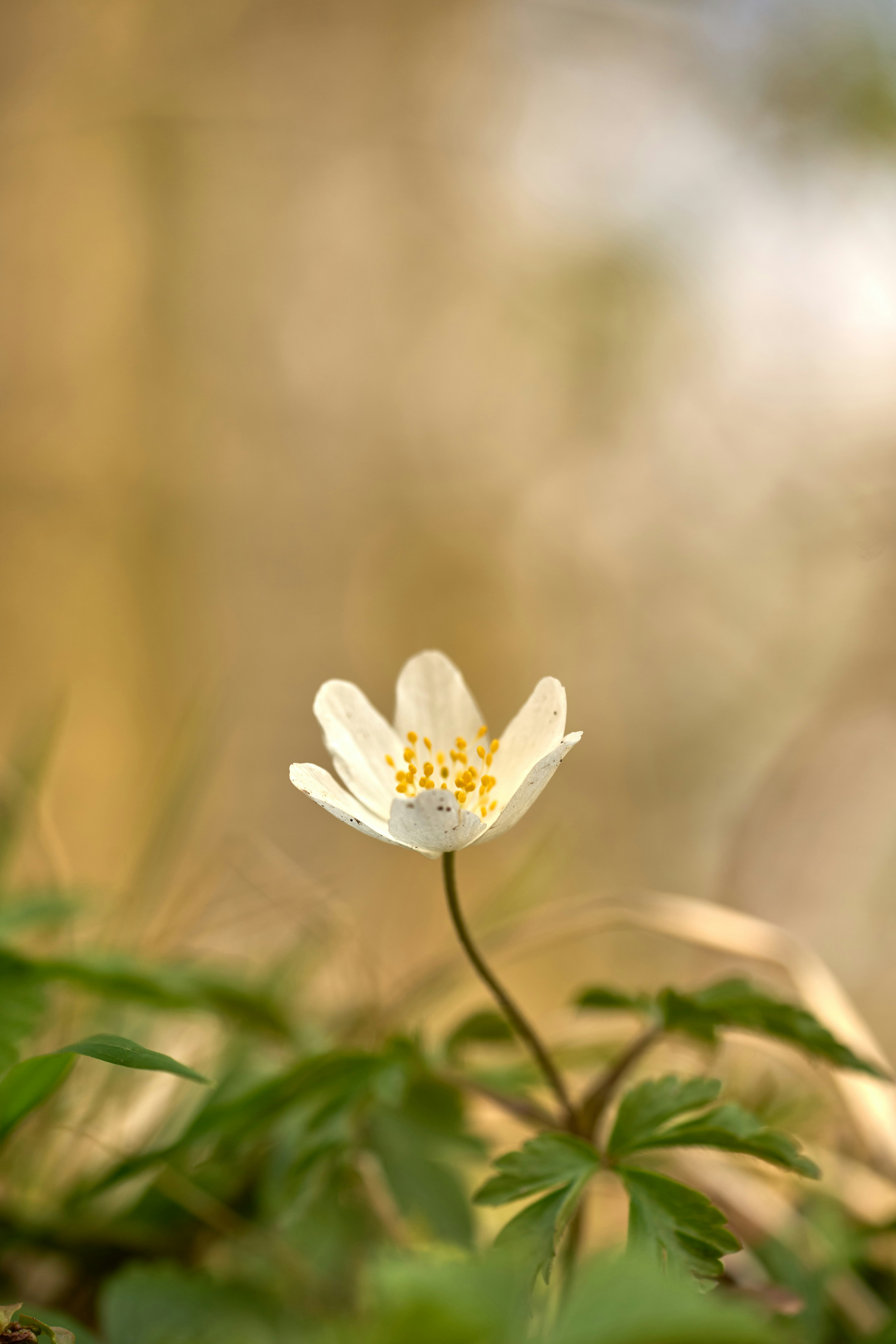 Photo by wolfgang_hasselmann