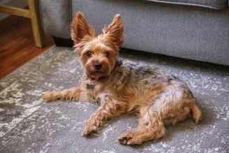 A dog laying on the floor in front of a couch