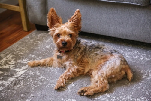 A dog laying on the floor in front of a couch