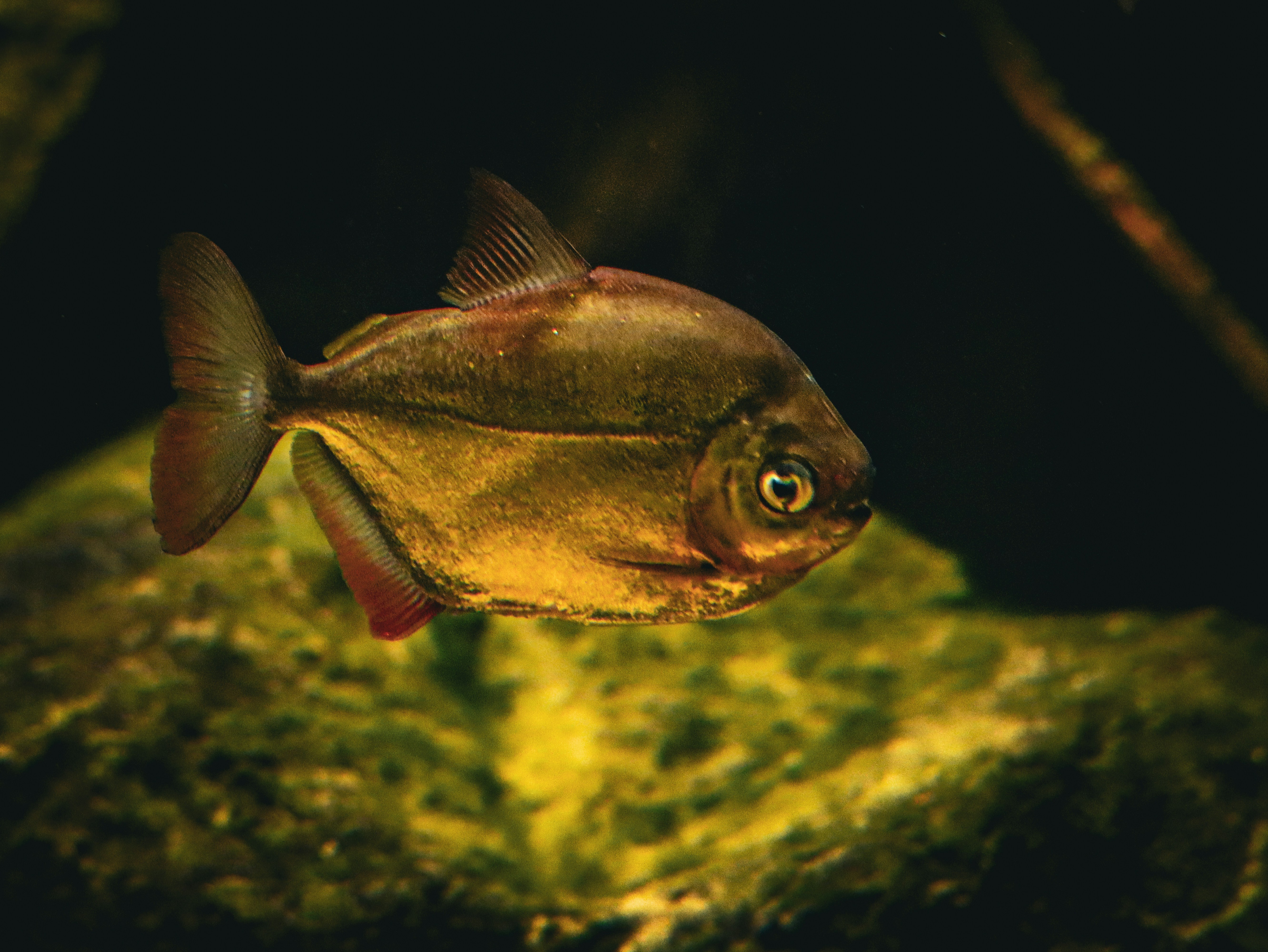 Seekor ikan yang berenang di air