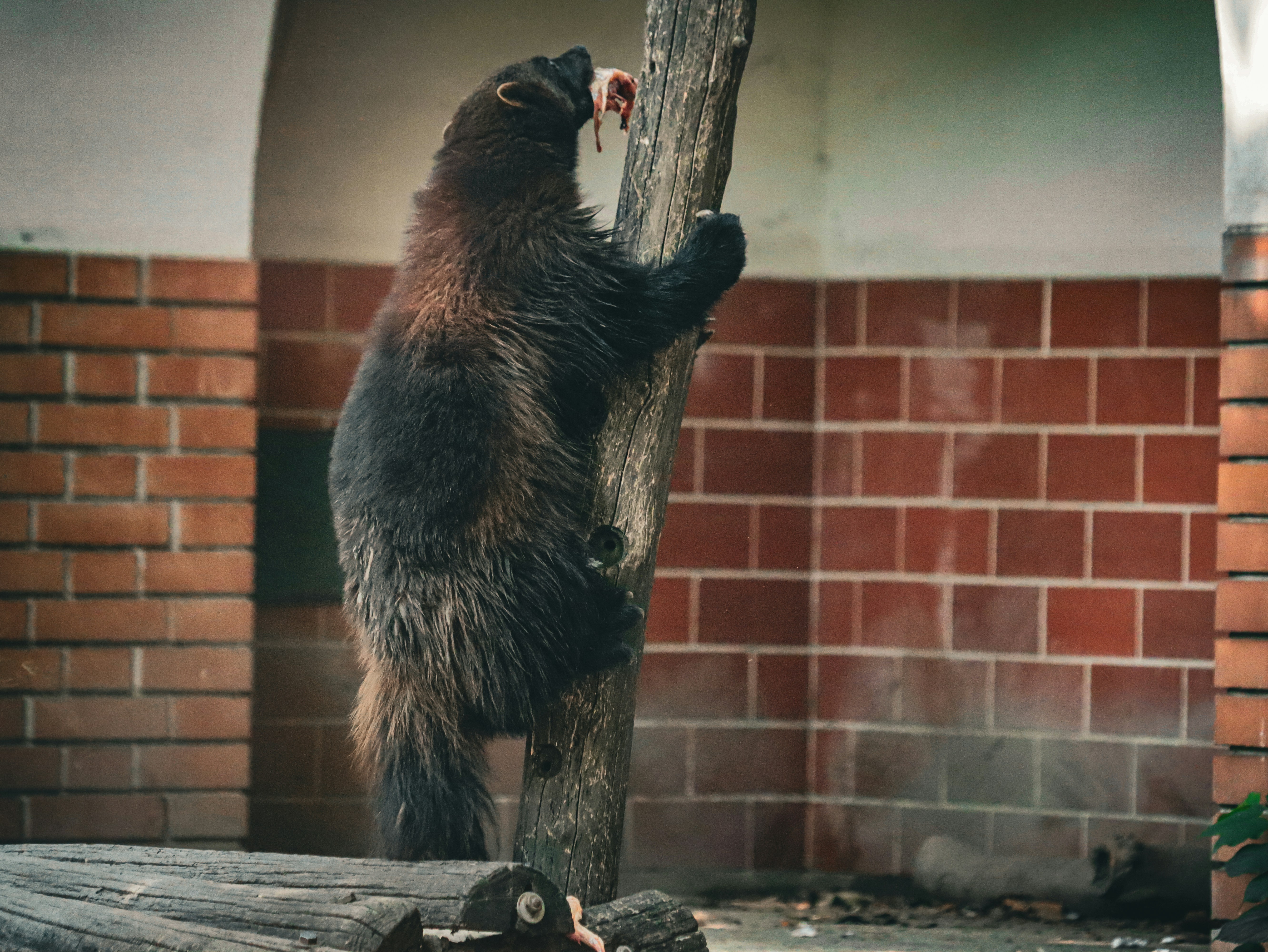 The Wolverine: Stealth and Strength of the Nordic Fell